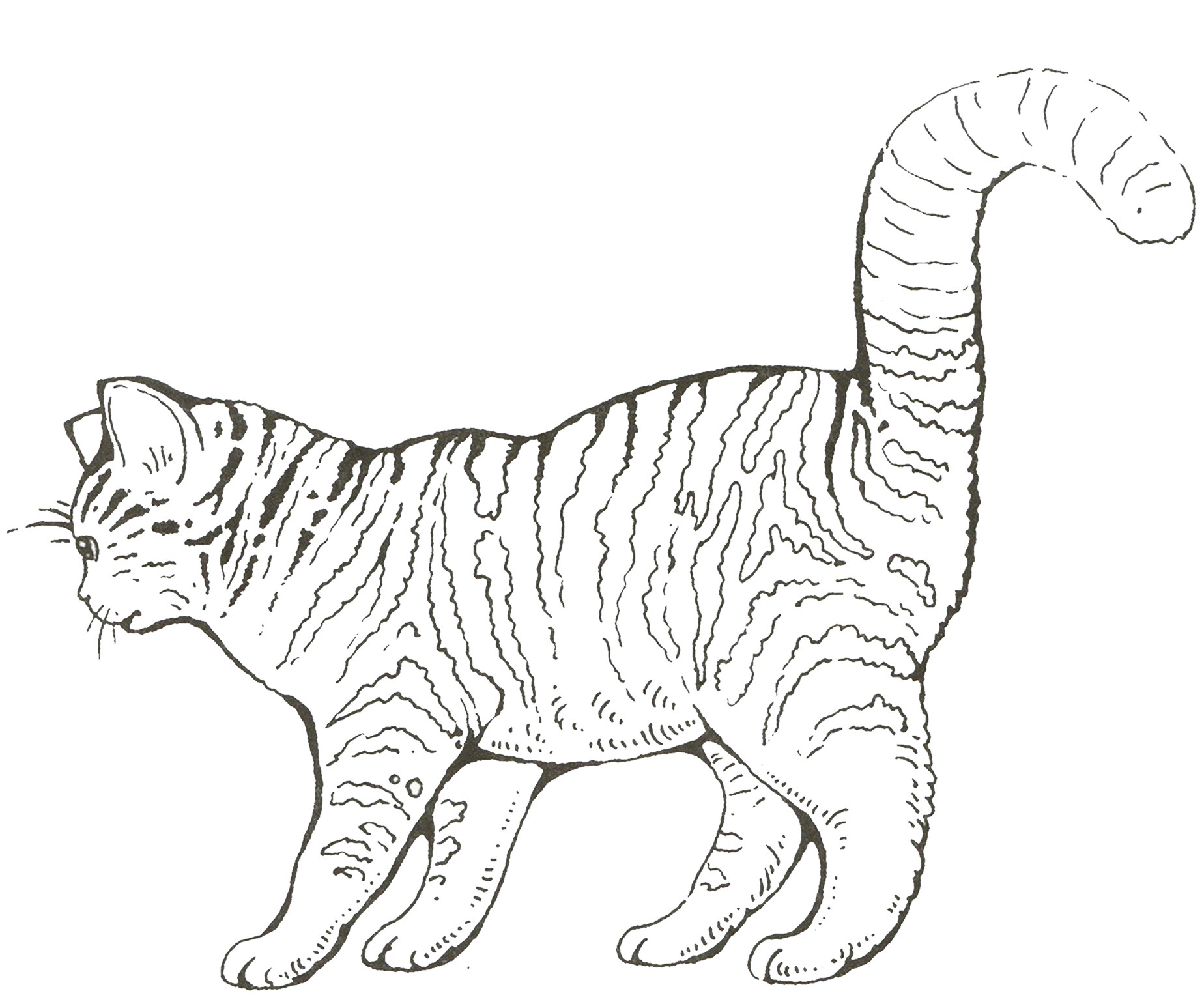 Раскраска Полосатый домашний кот