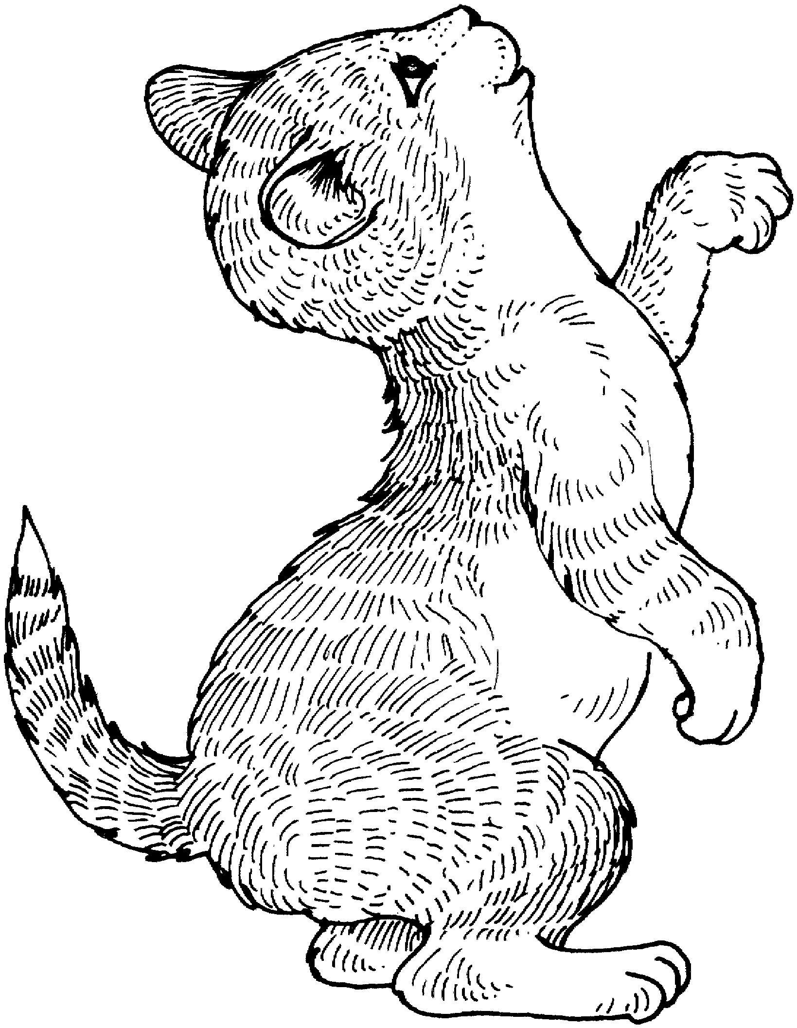 Раскраска Котенок на задних лапах