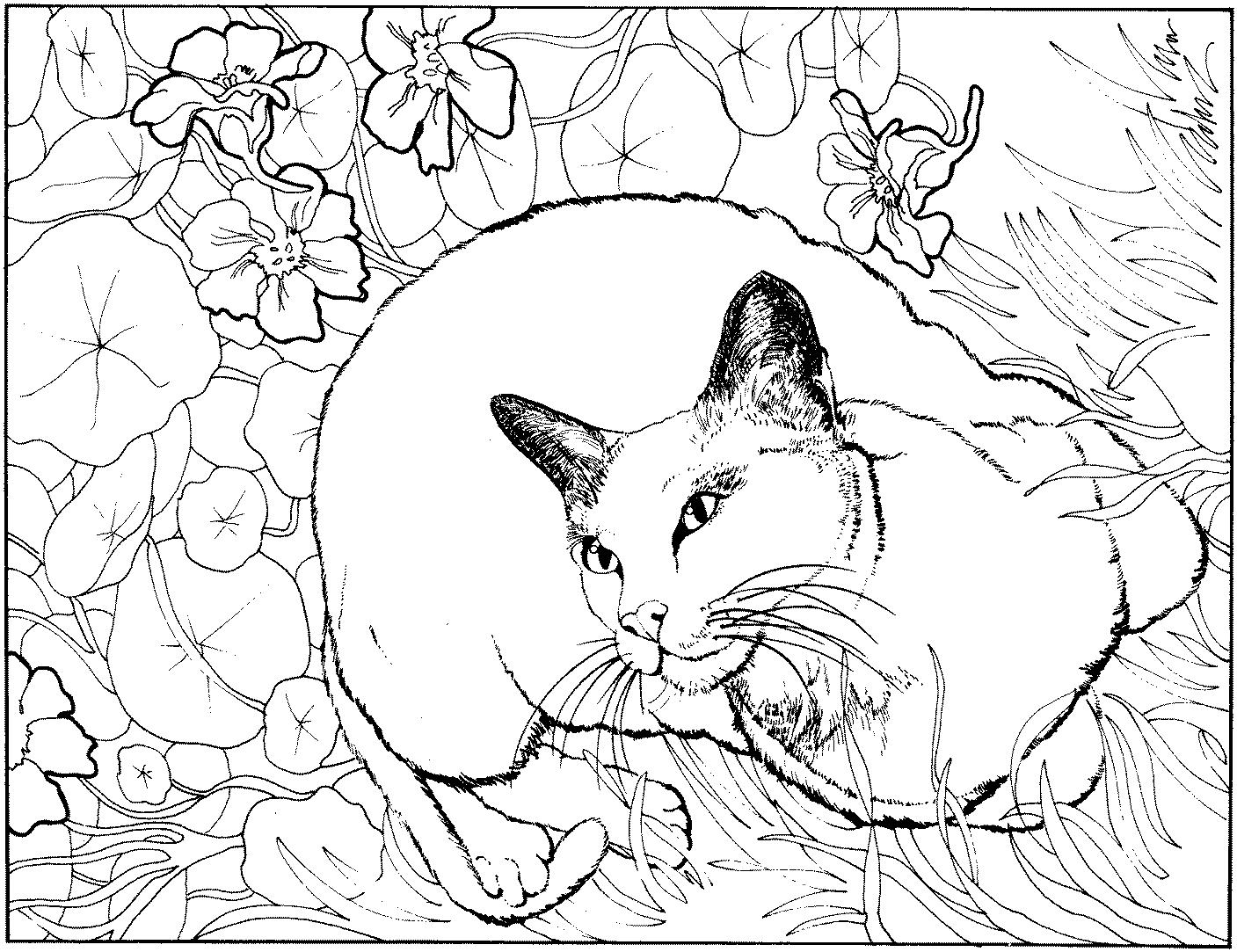 Раскраска Кот среди цветов