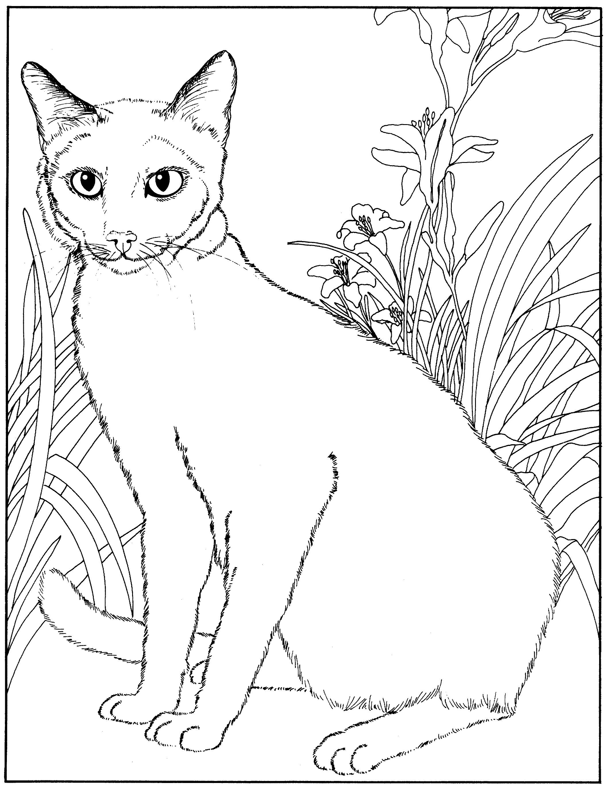 Раскраска Кошка в цветущем саду