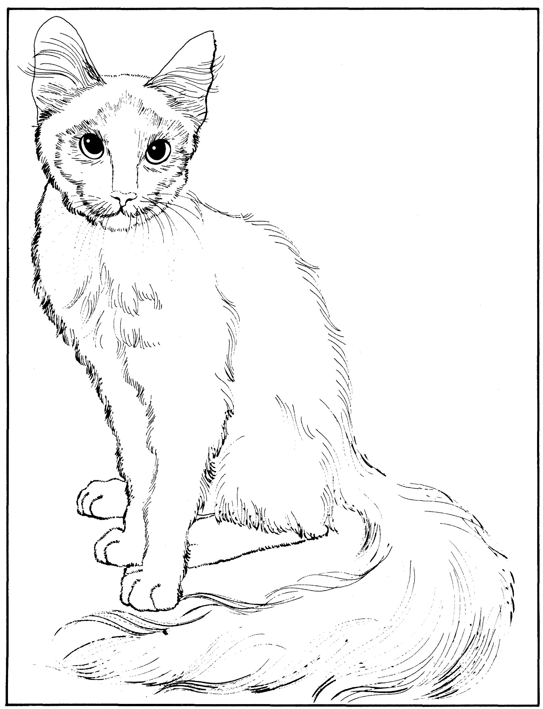 Раскраска Ориентальная длинношерстная кошка