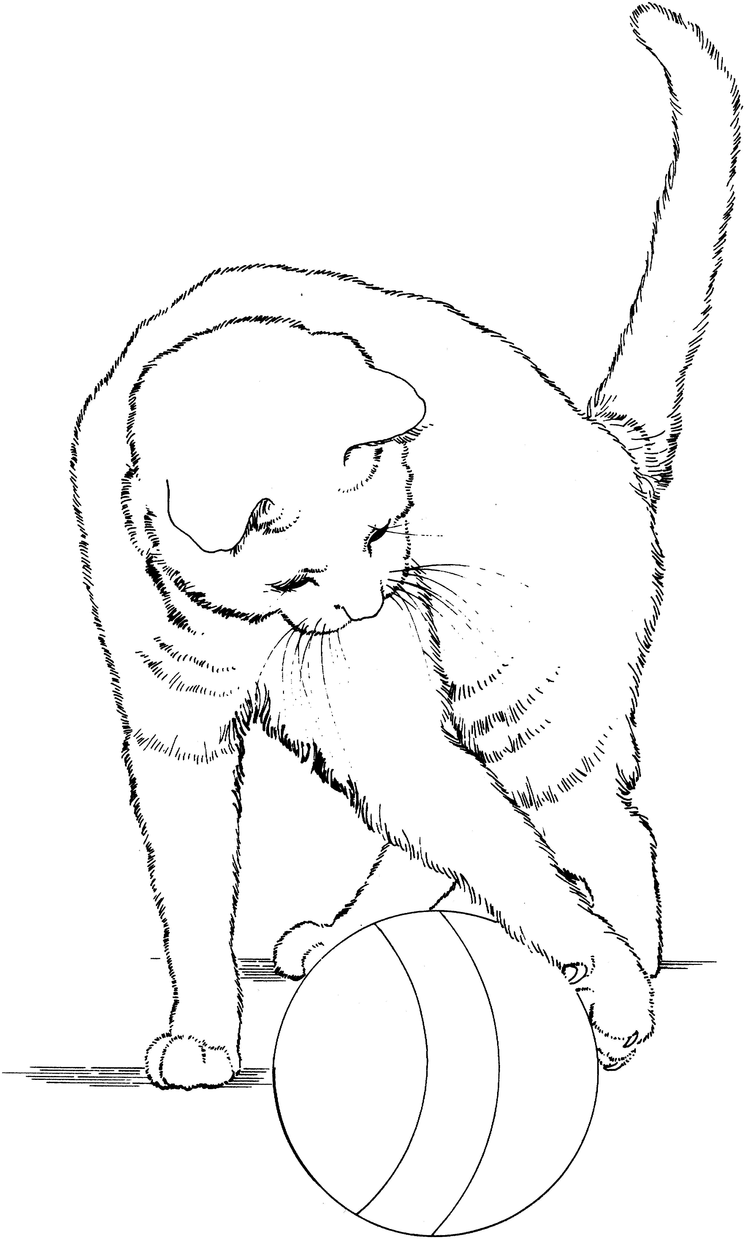 Раскраска Кот с мячом