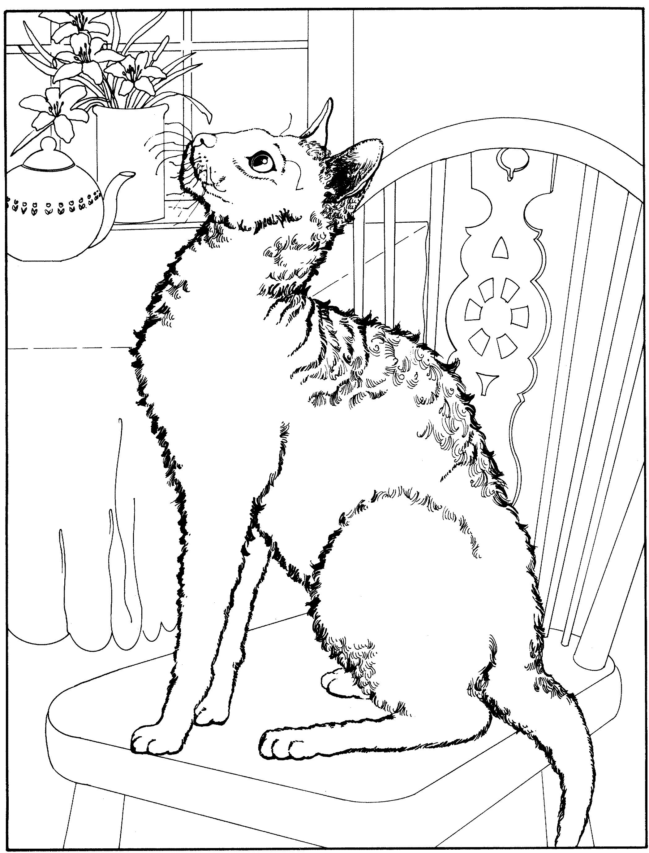 Раскраска Кот на стуле