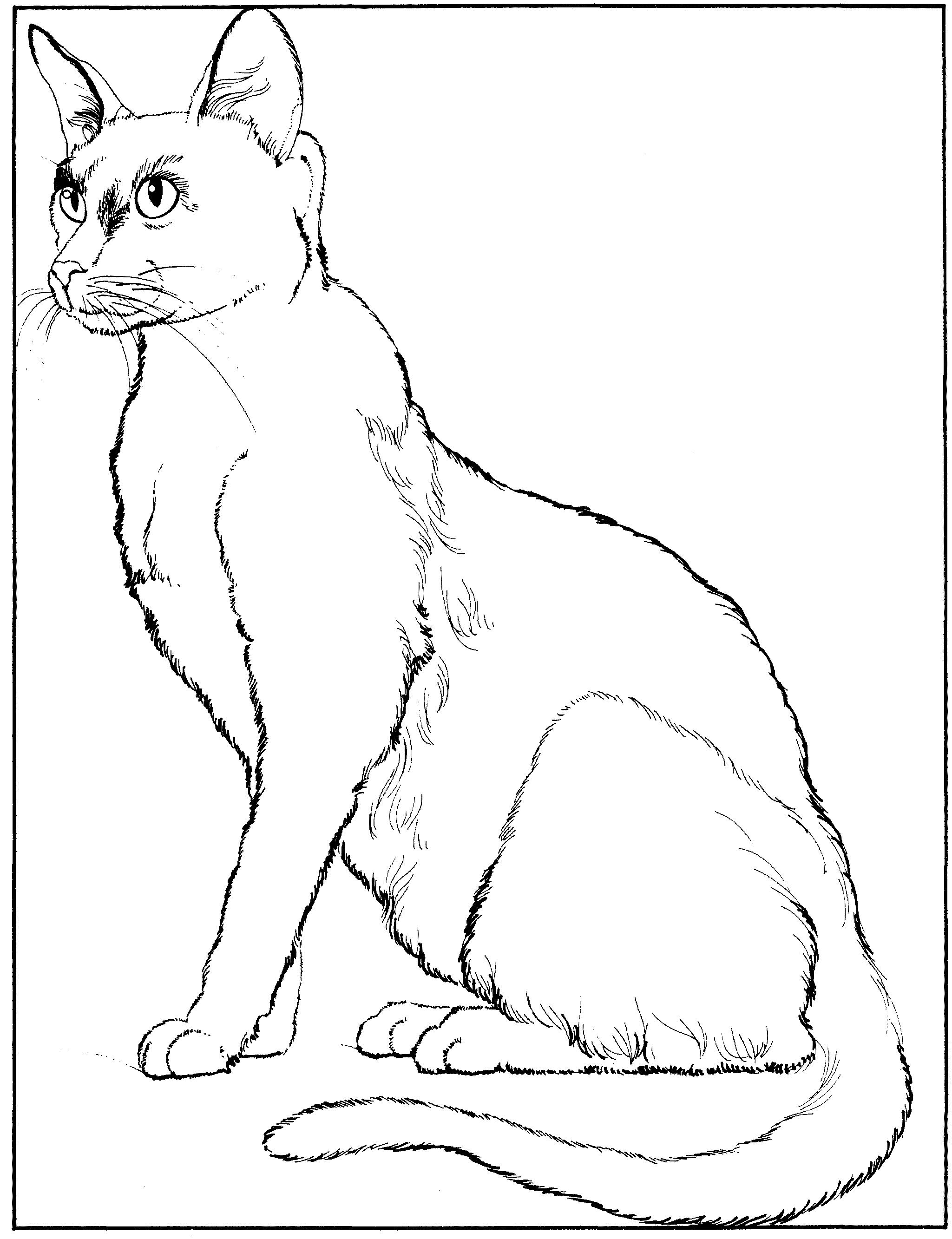 Раскраска Кошка с большими ушами
