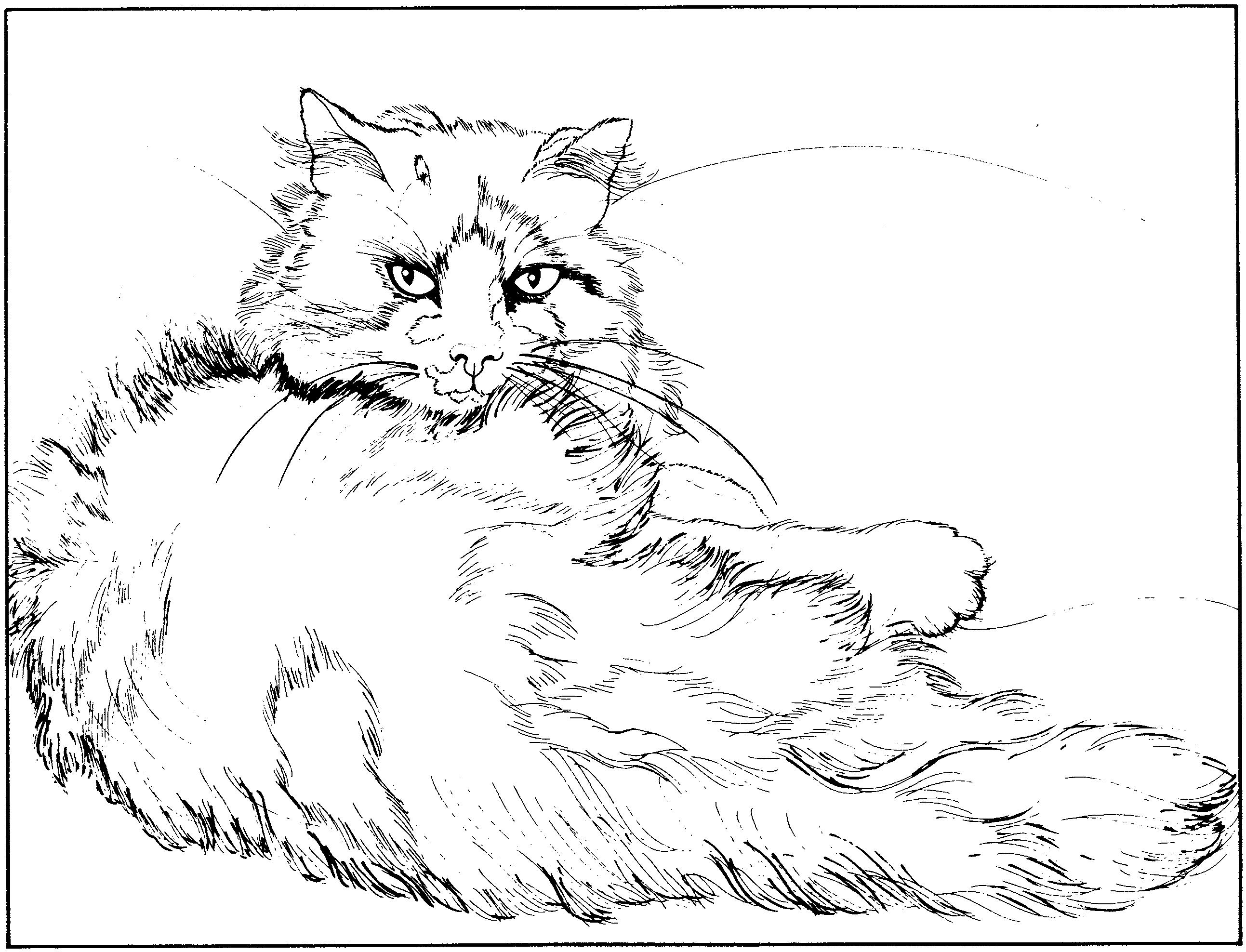 Раскраска Пушистая кошка