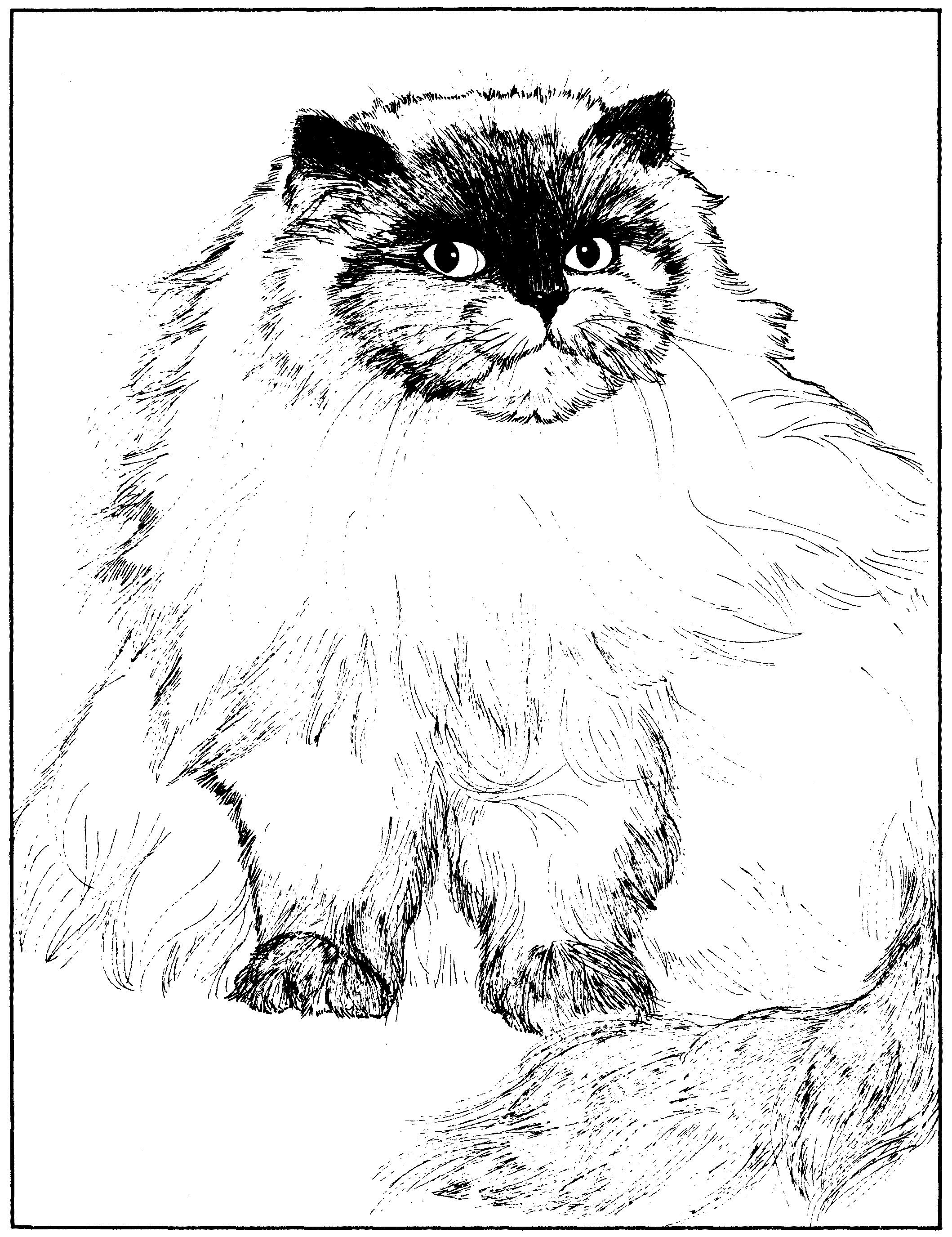 Раскраска Пушистая кошка с черной мордой