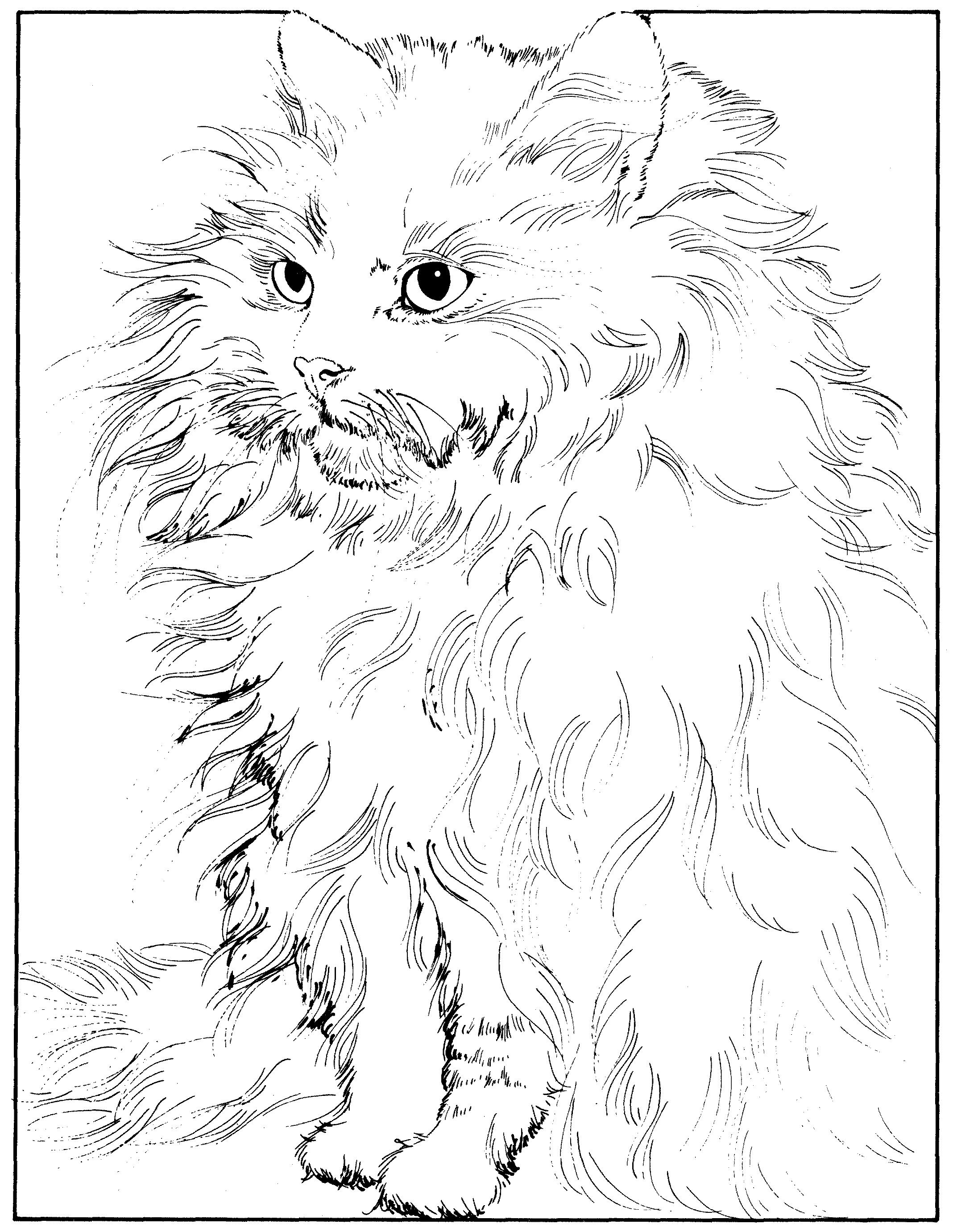 Раскраска Сибирская кошка