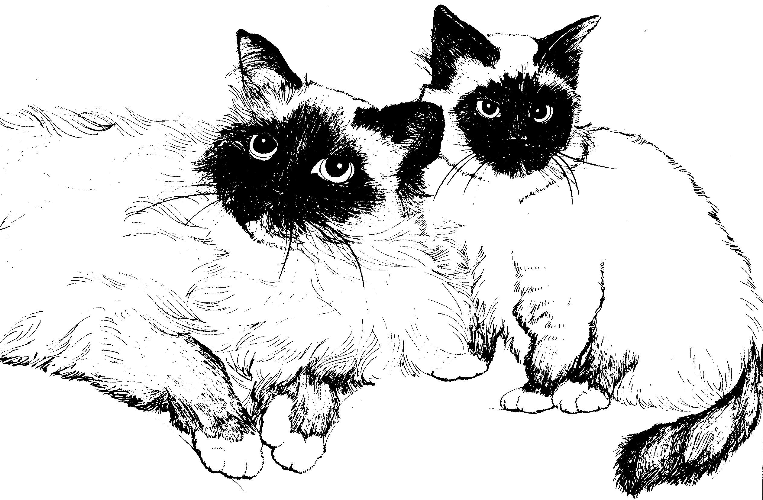 Раскраска Сиамские кошки