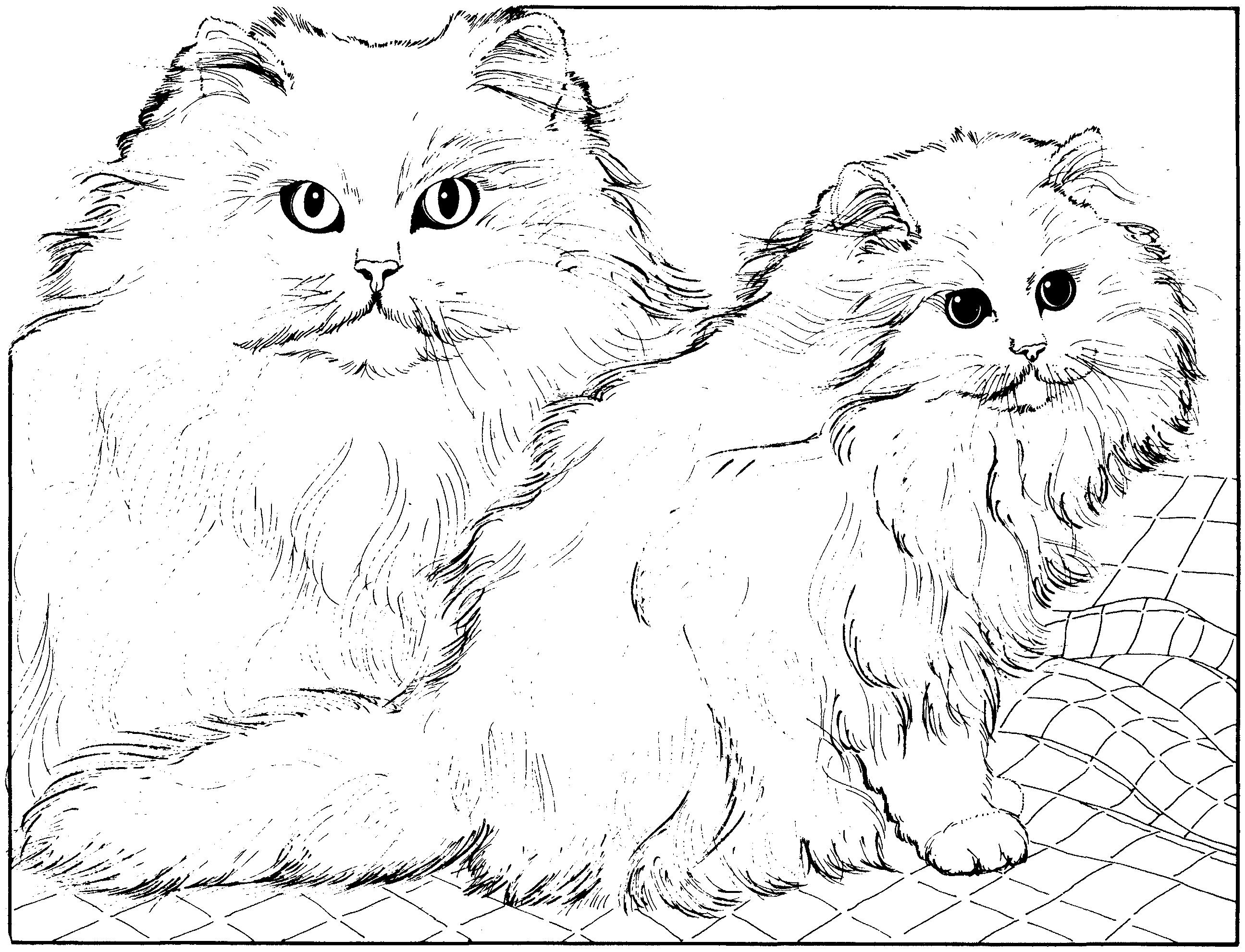 Раскраска Пушистая кошка и котенок