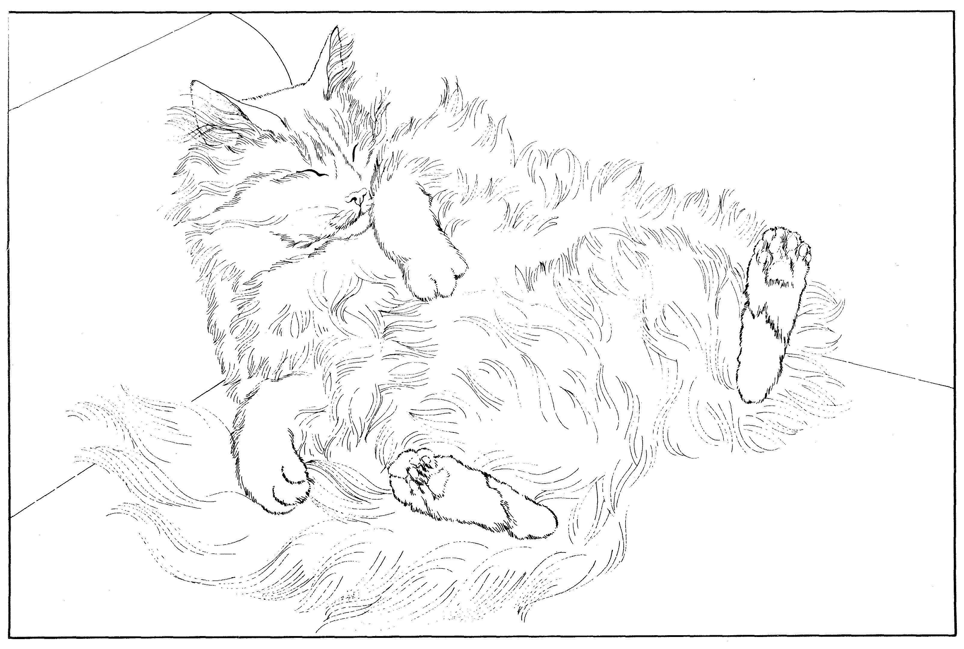 Раскраска Пушистый кот спит