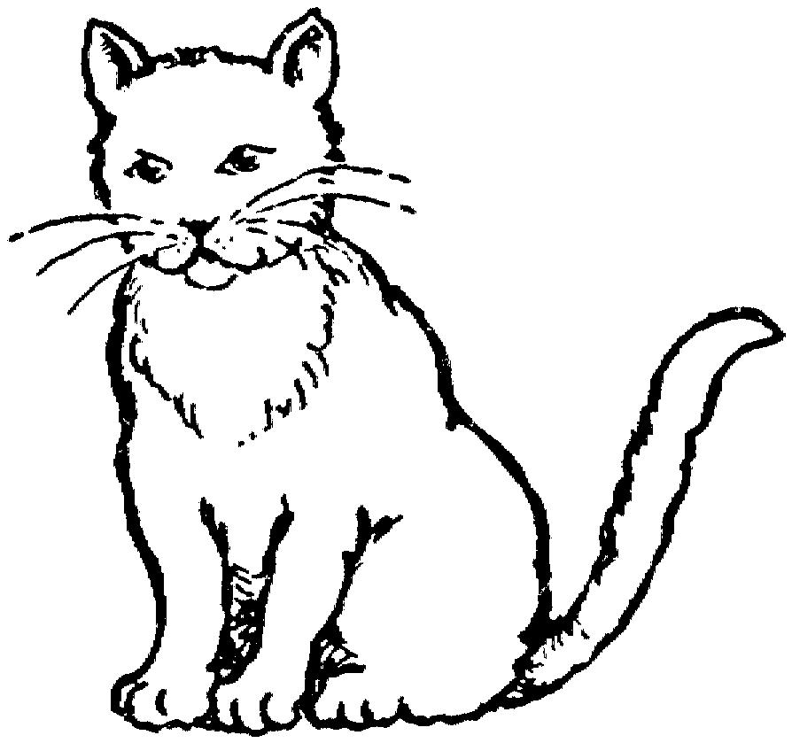 Раскраска Усатый кот