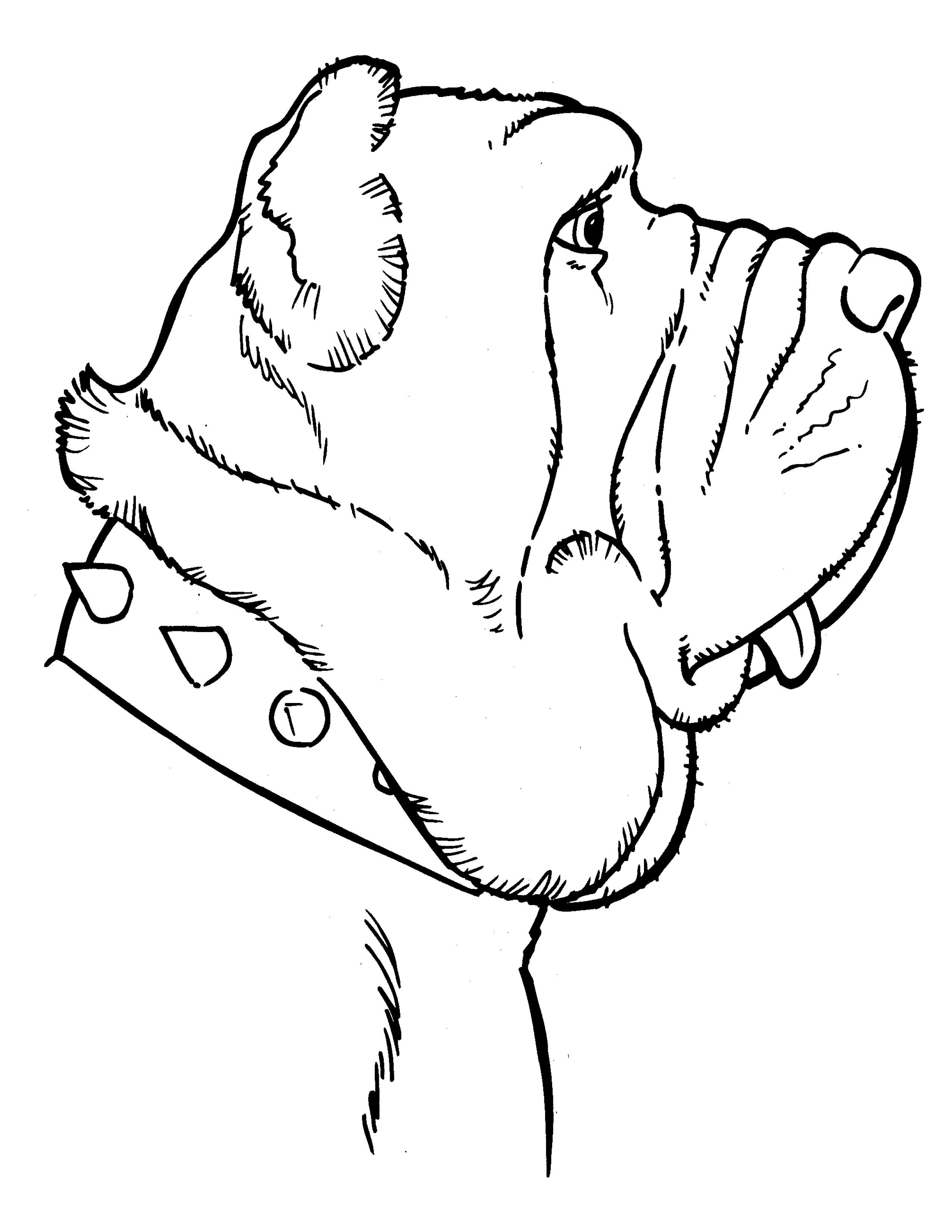 Раскраска Собака в ошейнике с шипами