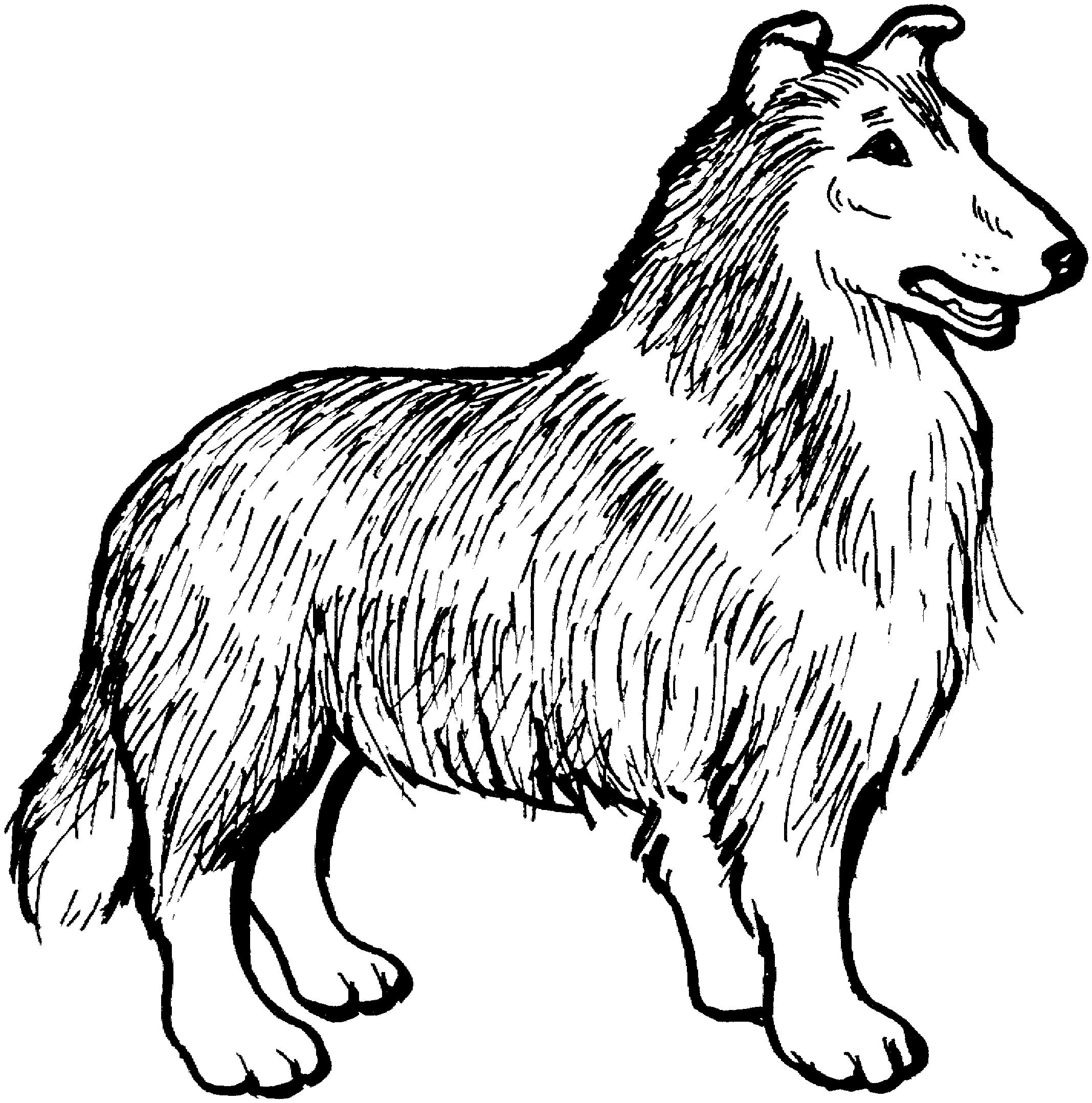 Раскраска Собака с длинной шерстью