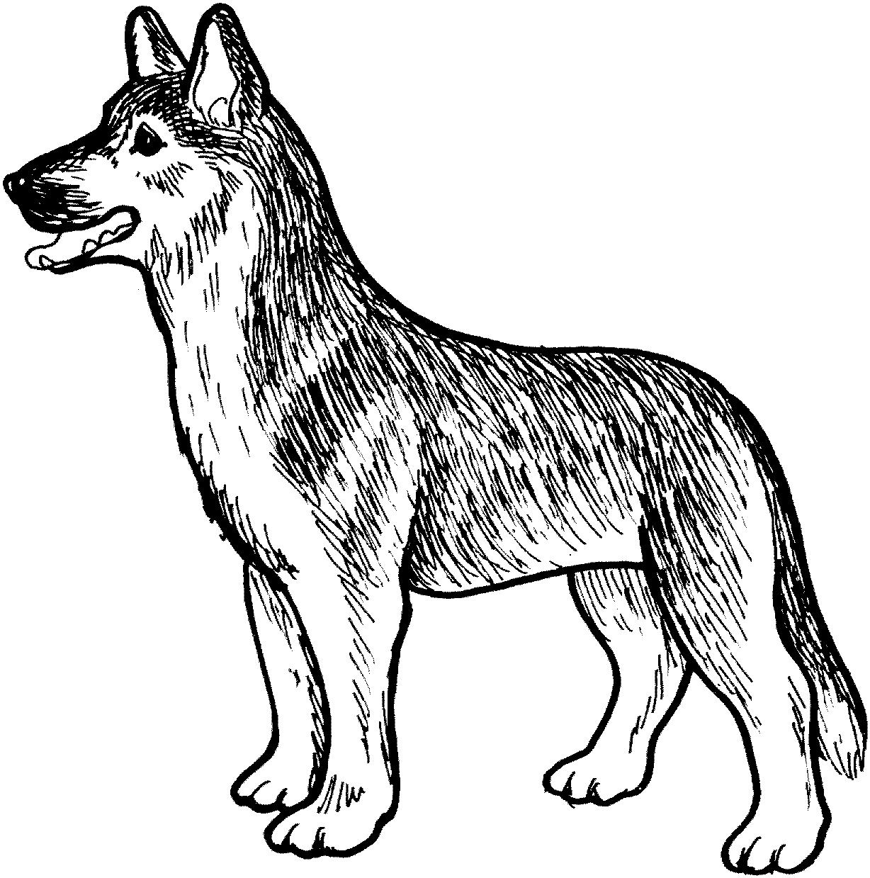 Раскраска Собака овчарка стоит и смотрит влево
