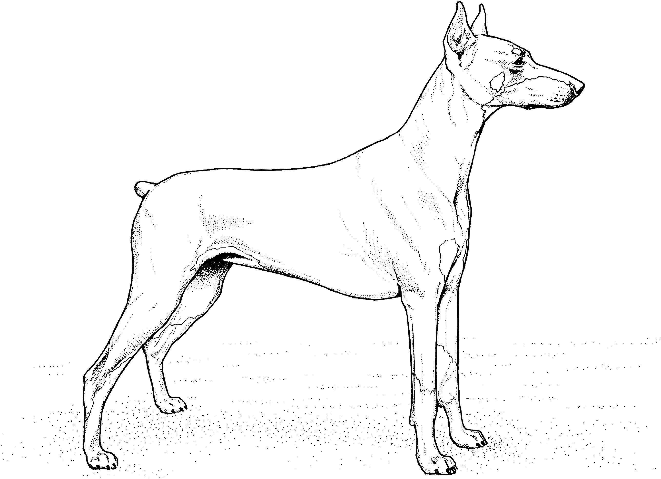 Раскраска Собака доберман