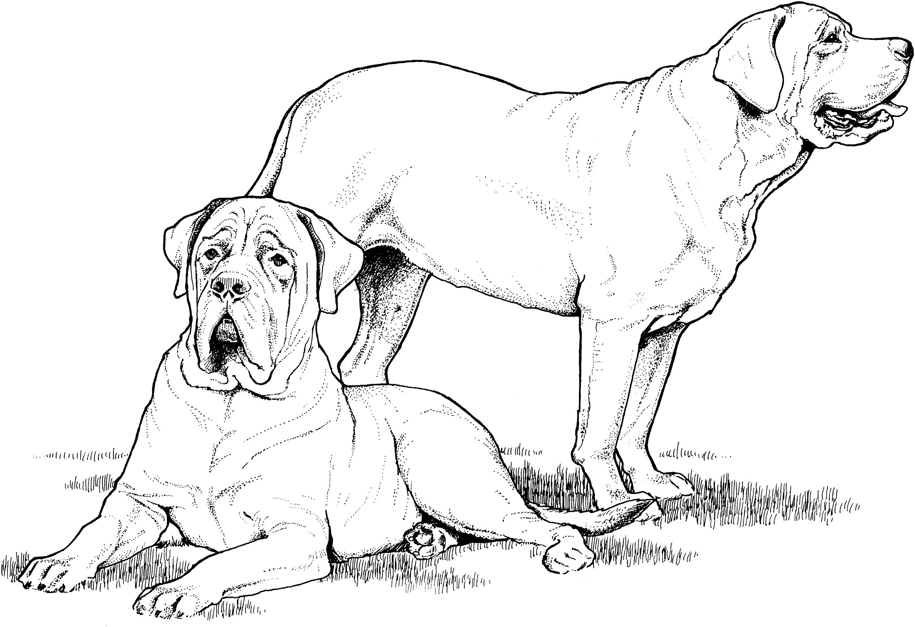 Раскраска Собака ротвейлер