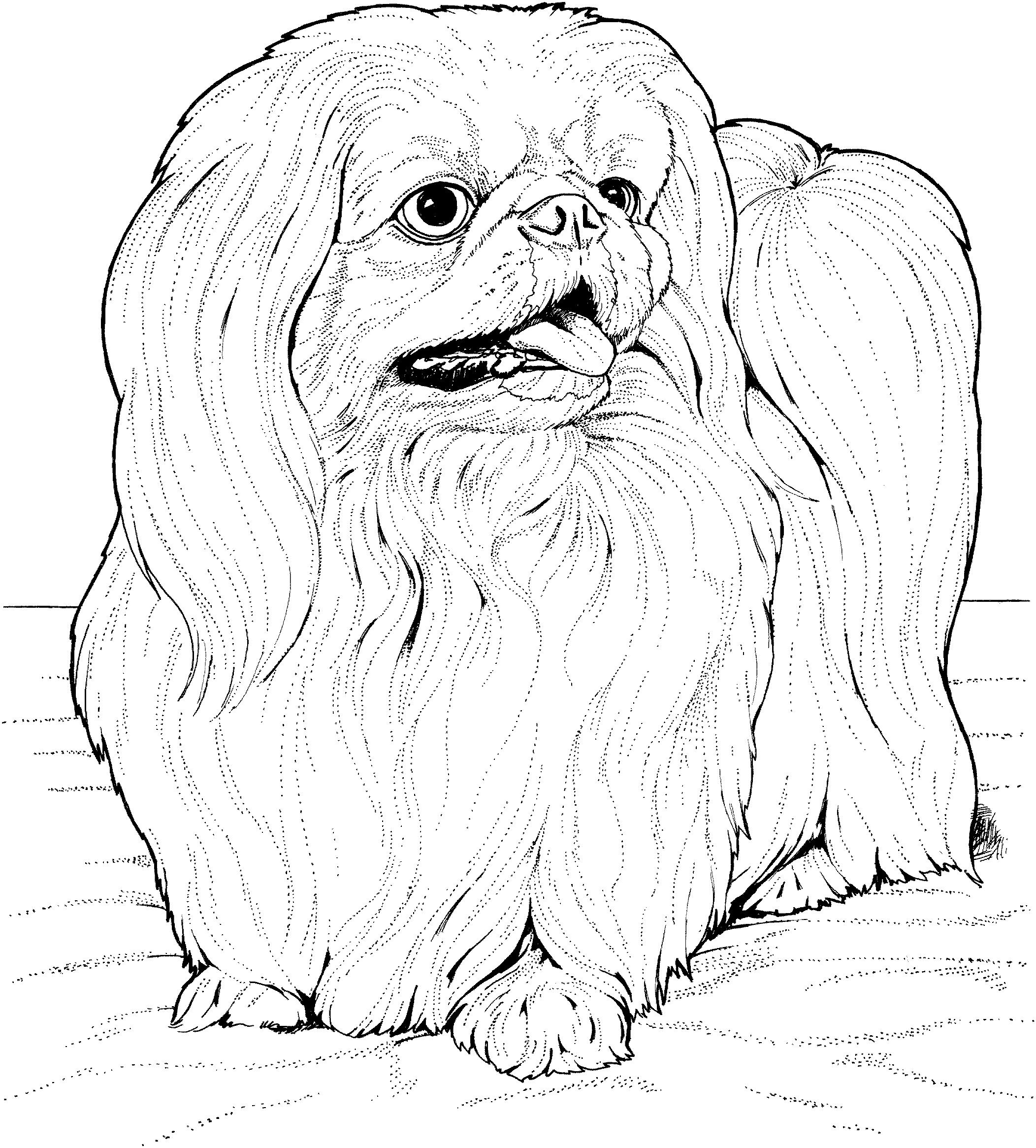 Раскраска Собака пекинес