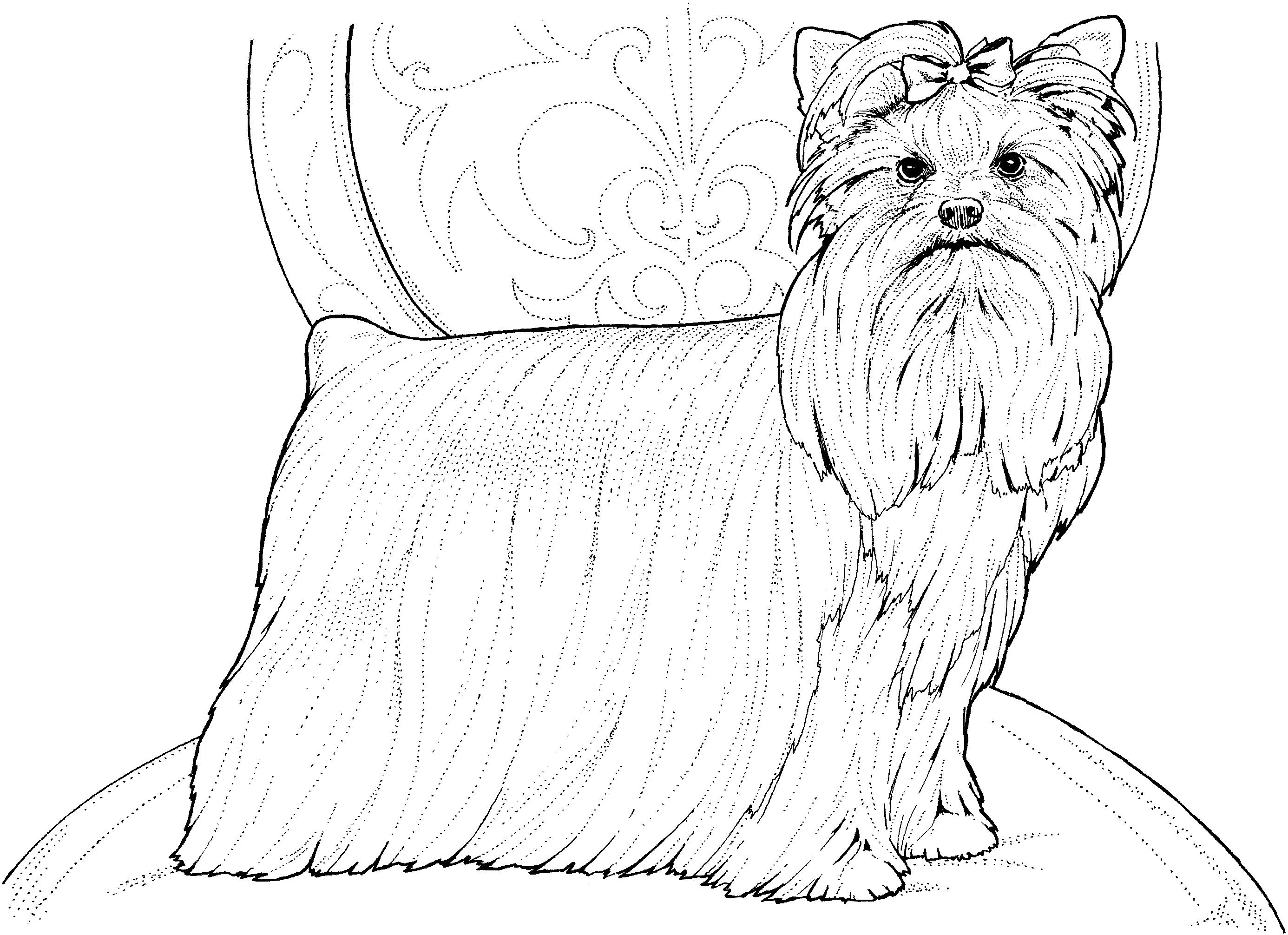 Раскраска Собака йоркширский терьер на стуле