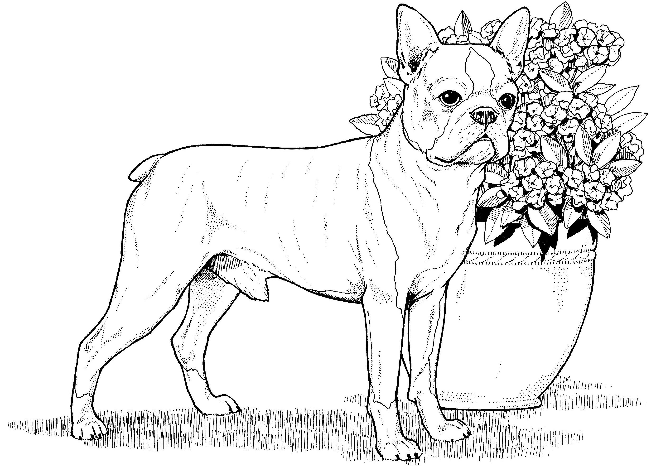 Раскраска Собака французский бульдог