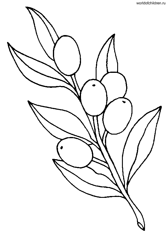 Раскраска оливки