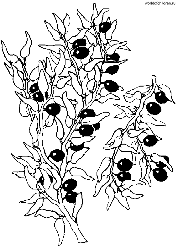 Раскраска оливки