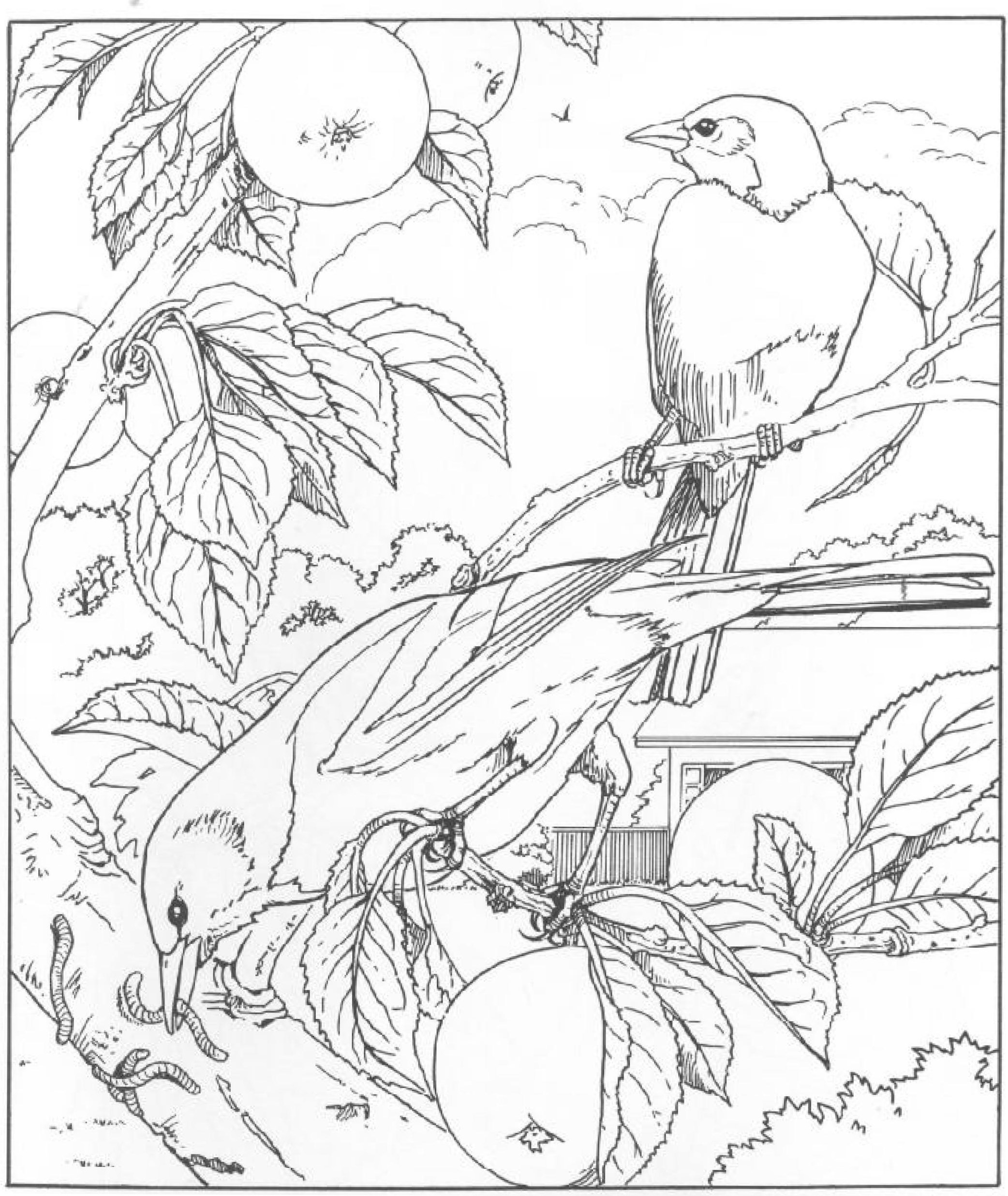 раскраска птицы на яблоне
