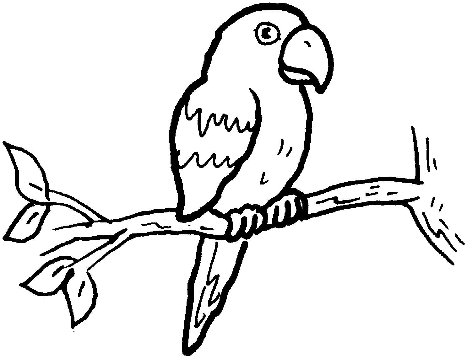 раскраска попугай