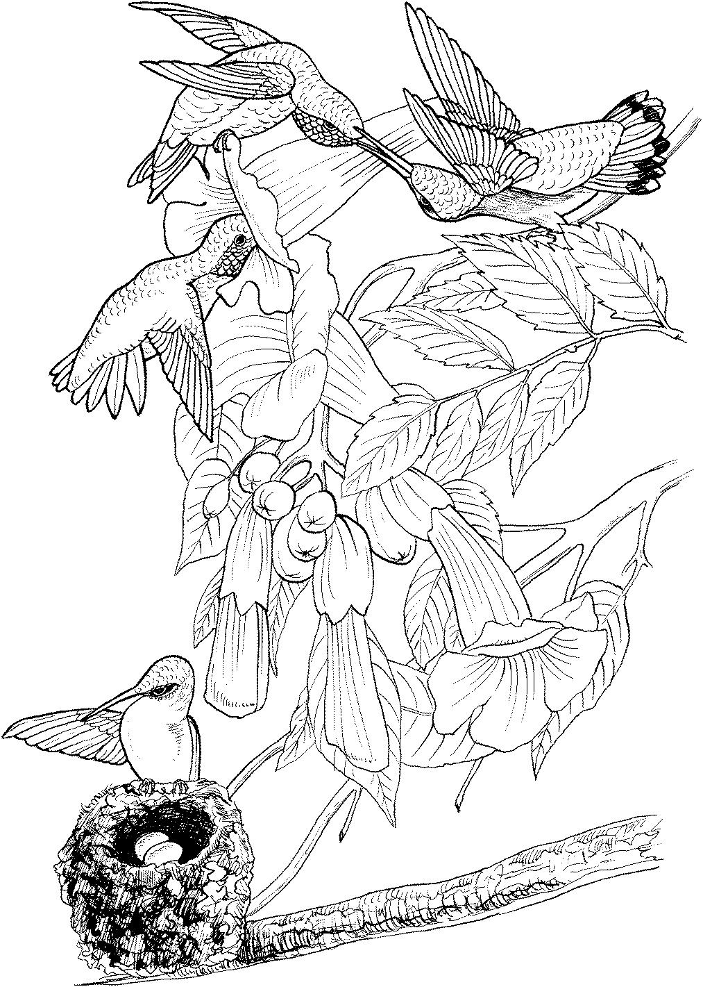 раскраска рубиновогорлый колибри