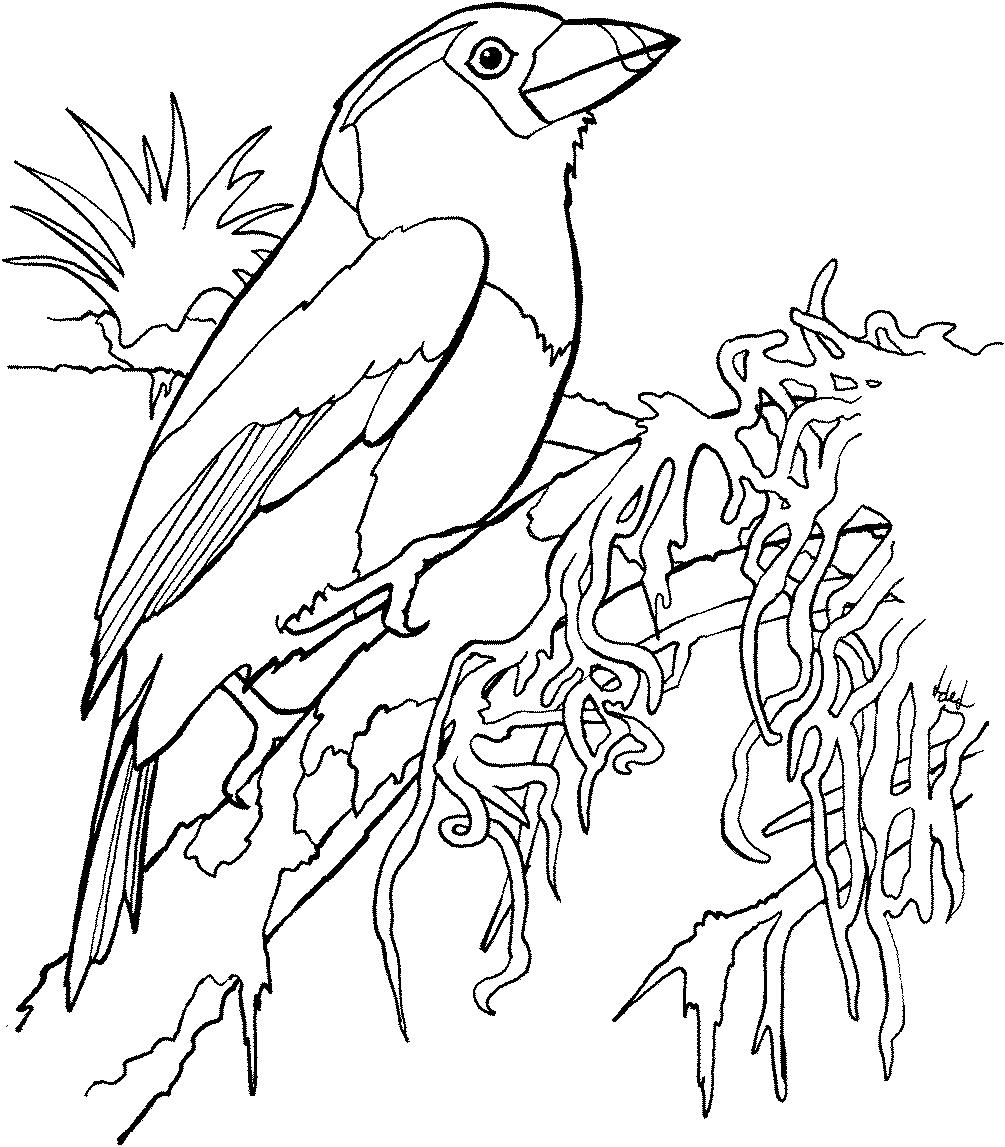 раскраска птица сиреневогрудая сизоворонка