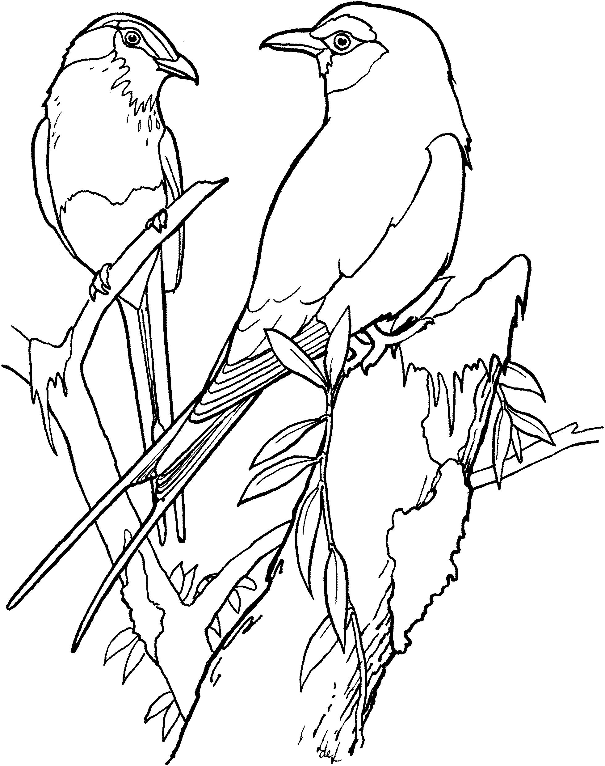 раскраска птица сизоворонка