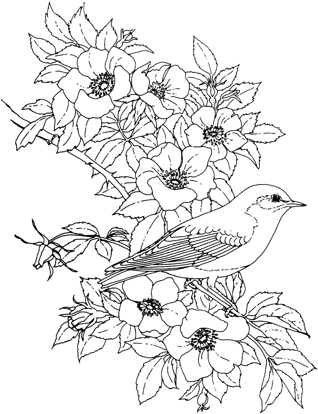 Раскраска Птица на цветущей ветке