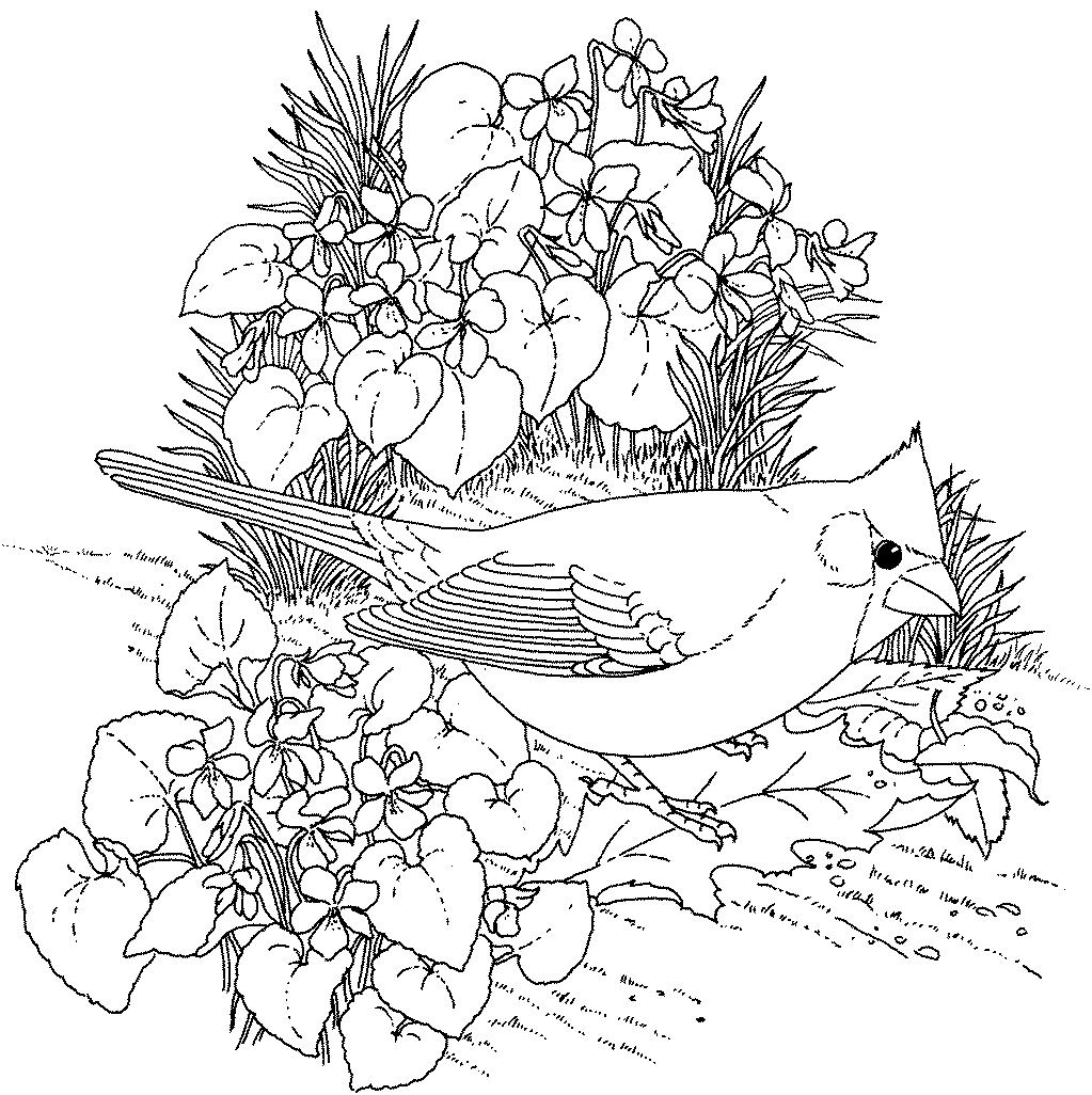 Раскраска Птица кардинал среди цветов