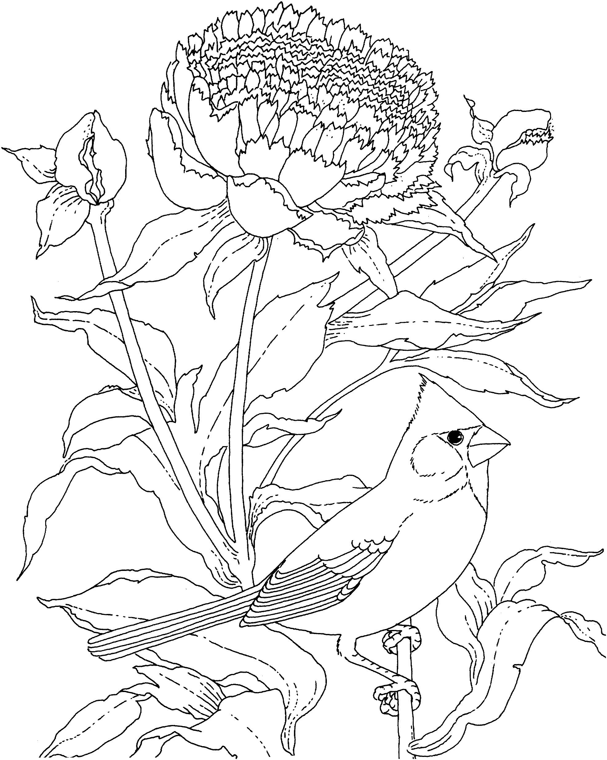 Раскраска Птица кардинал у большого цветка