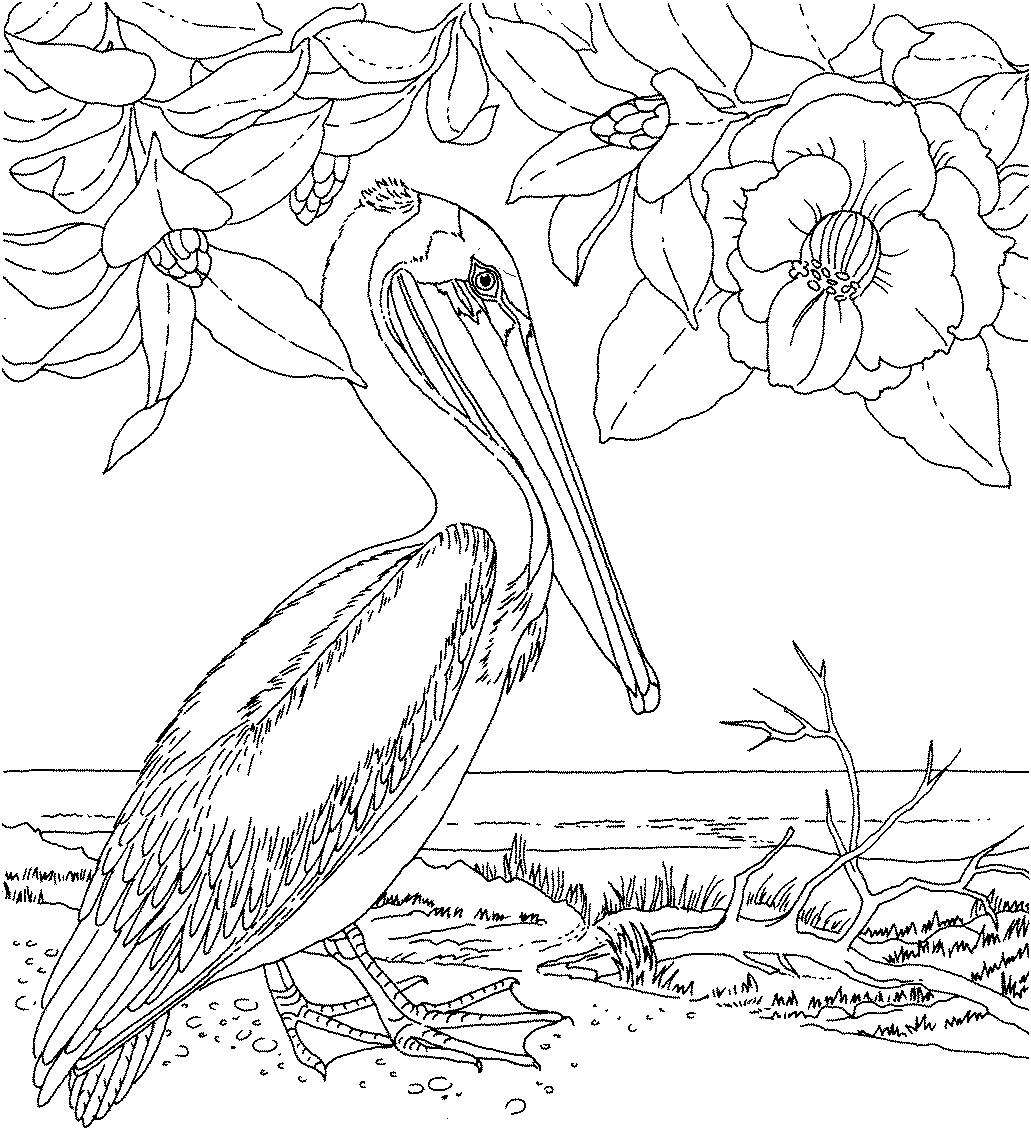 Раскраска Пеликан и цветы