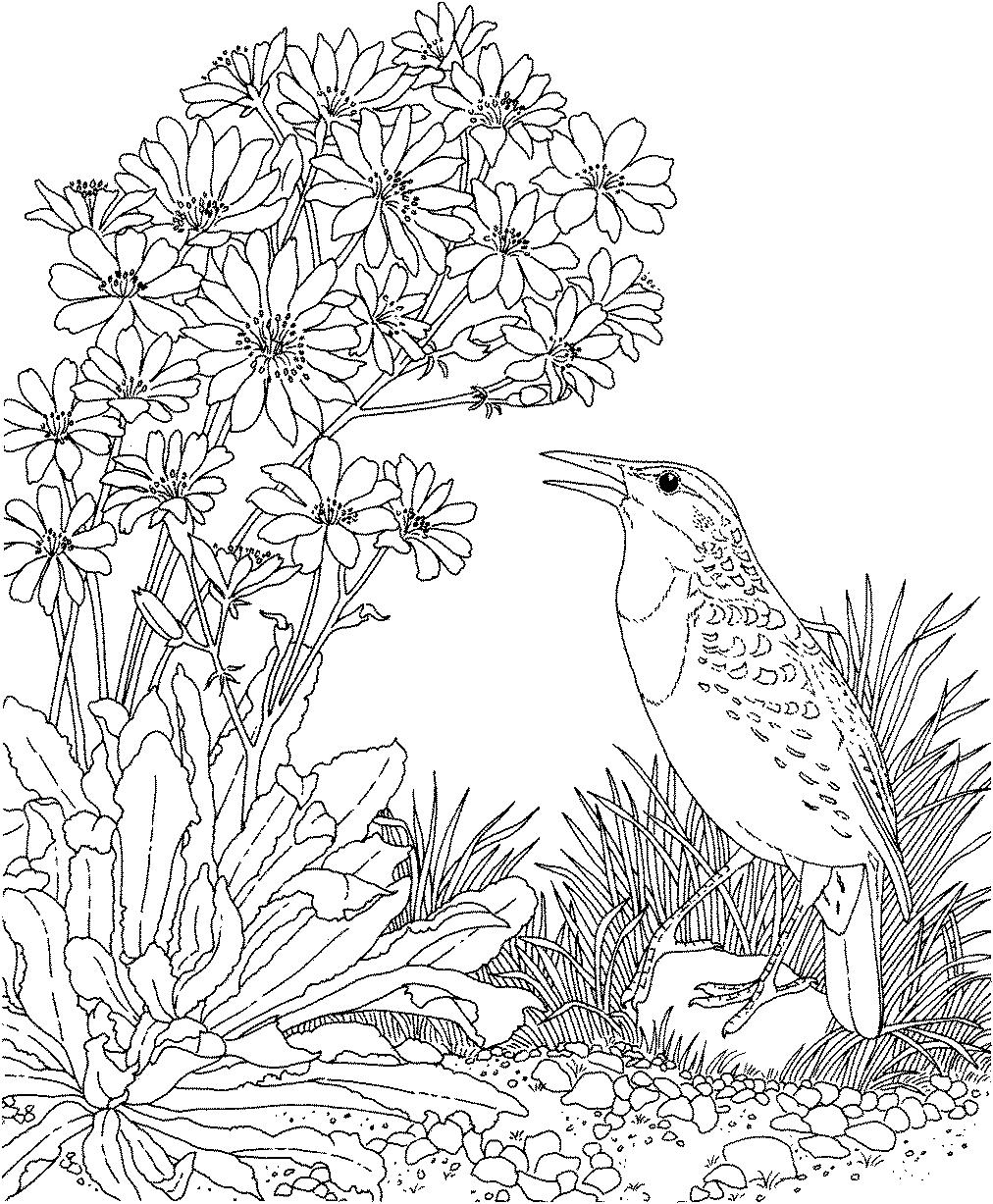 Раскраска Птица и луговые цветы