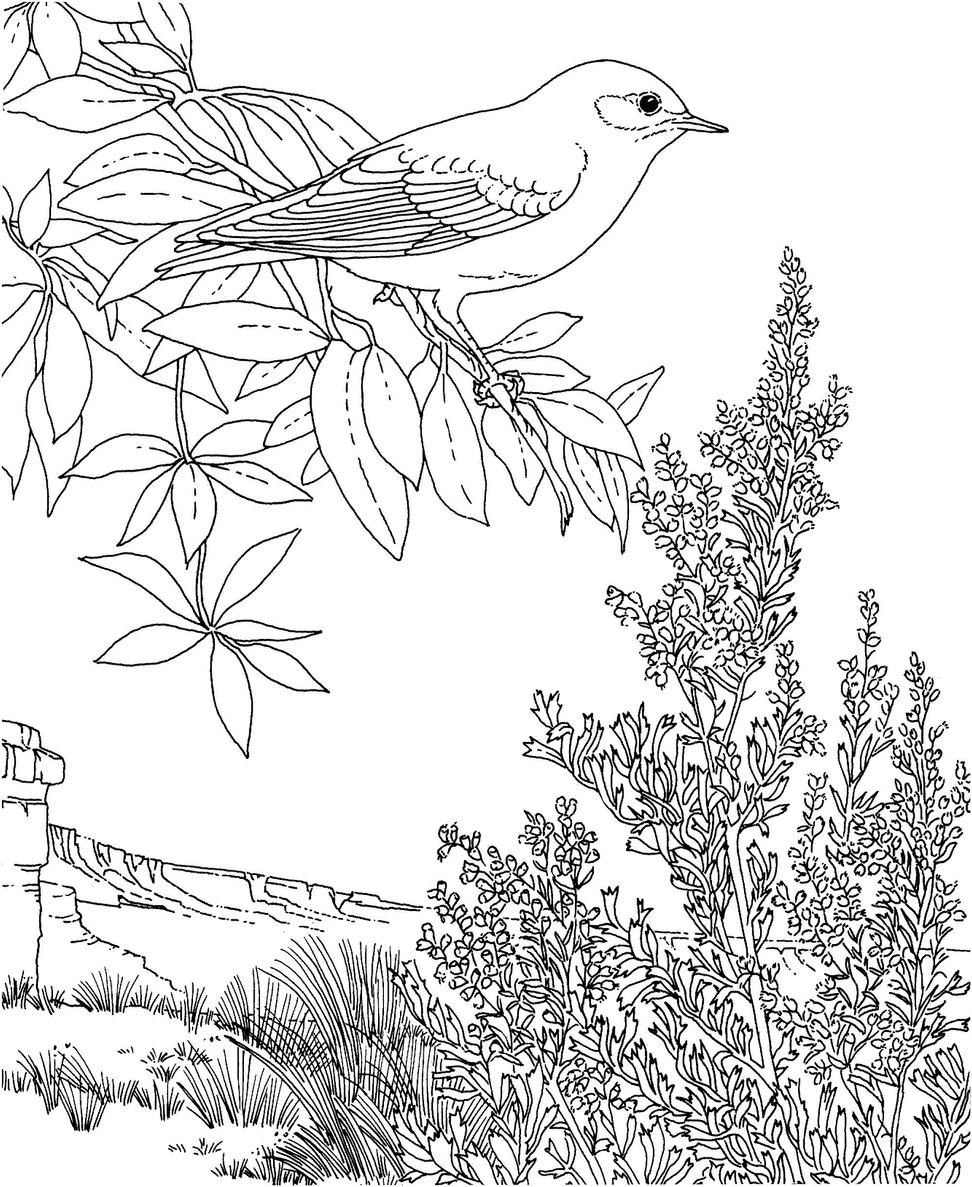 Раскраска Птица голубая сиалия и растение полынь