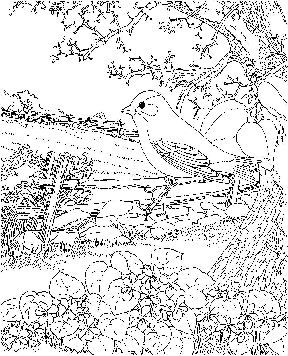 Раскраска Птица и весна