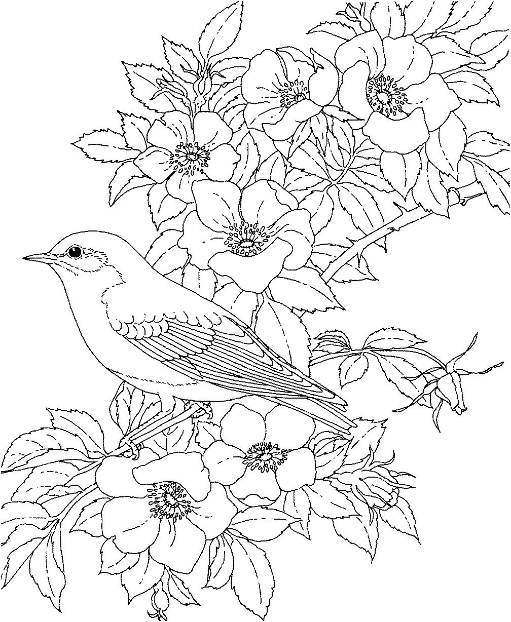 Раскраска Маленькая птичка на цветущей ветке