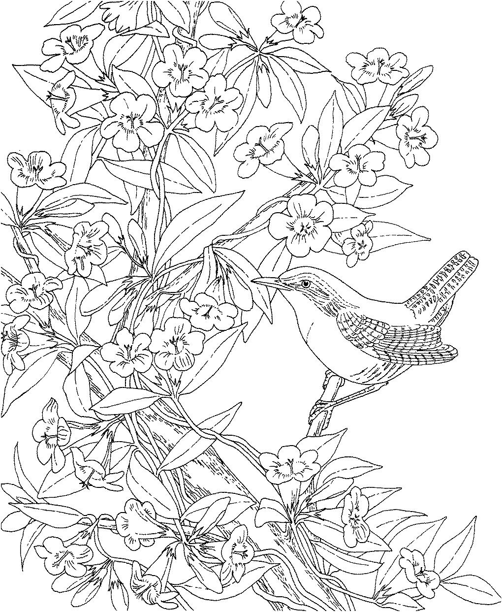 Раскраска Маленькая птичка на весеннем цветущем кусте