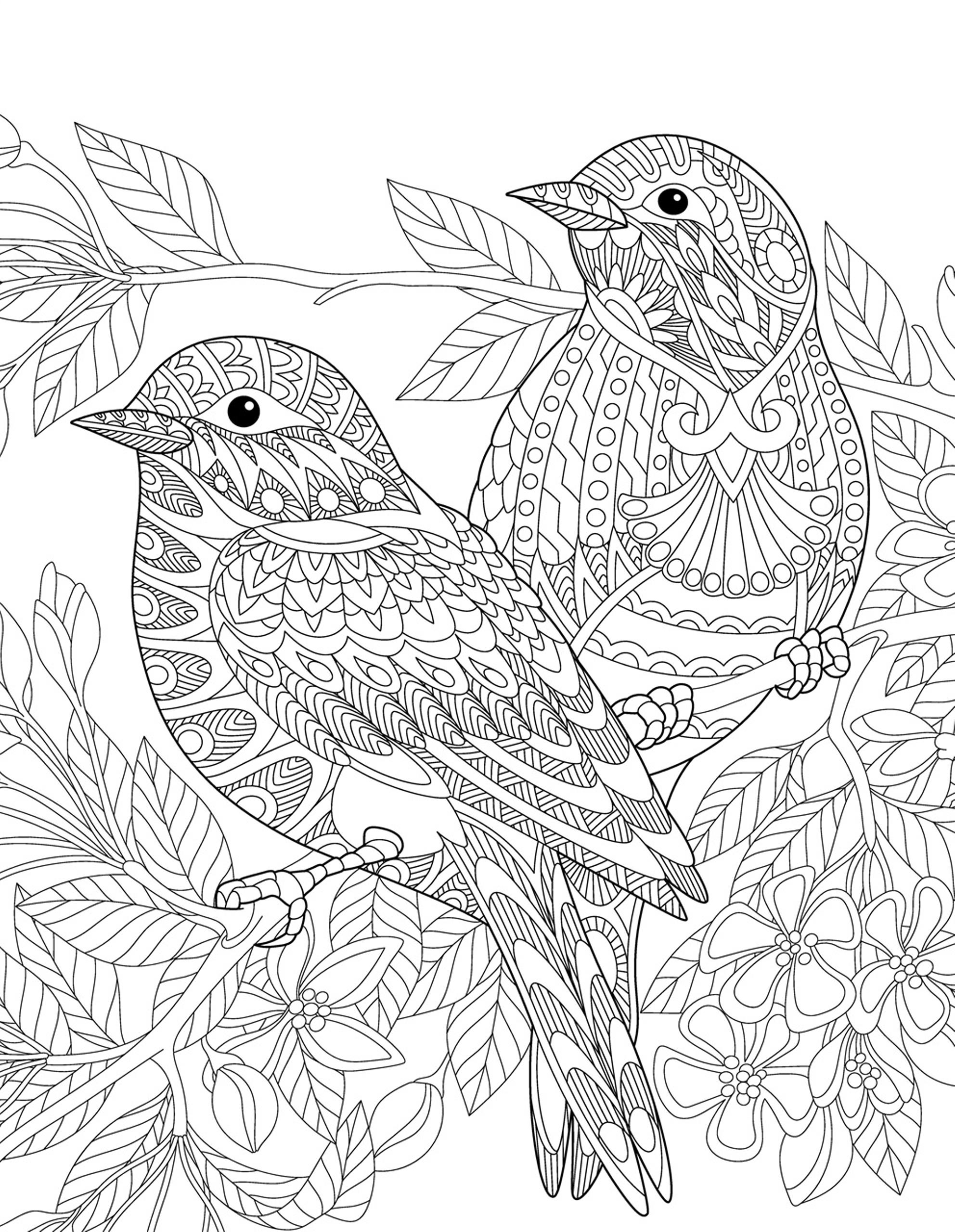 Раскраска Релакс пара птиц на ветке
