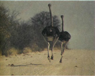 Чудеса природы. Самая большая птица. Африканский страус