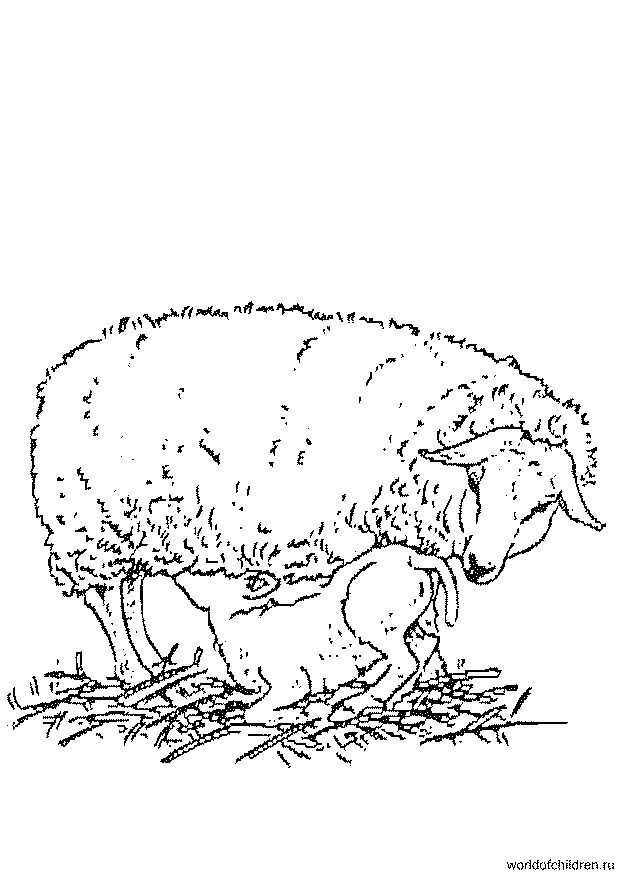 Раскраска овца и ягненок