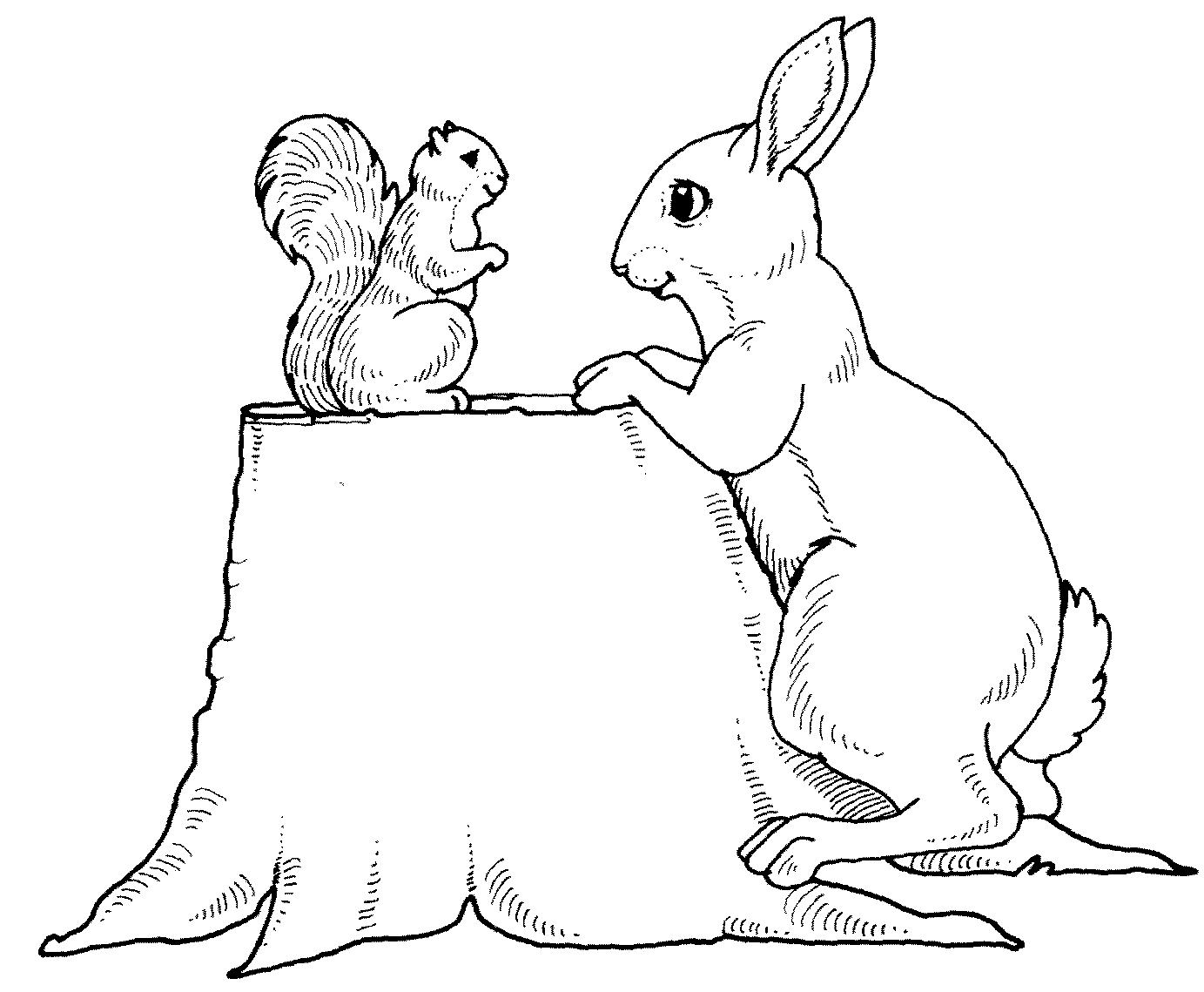 раскраска заяц и белка