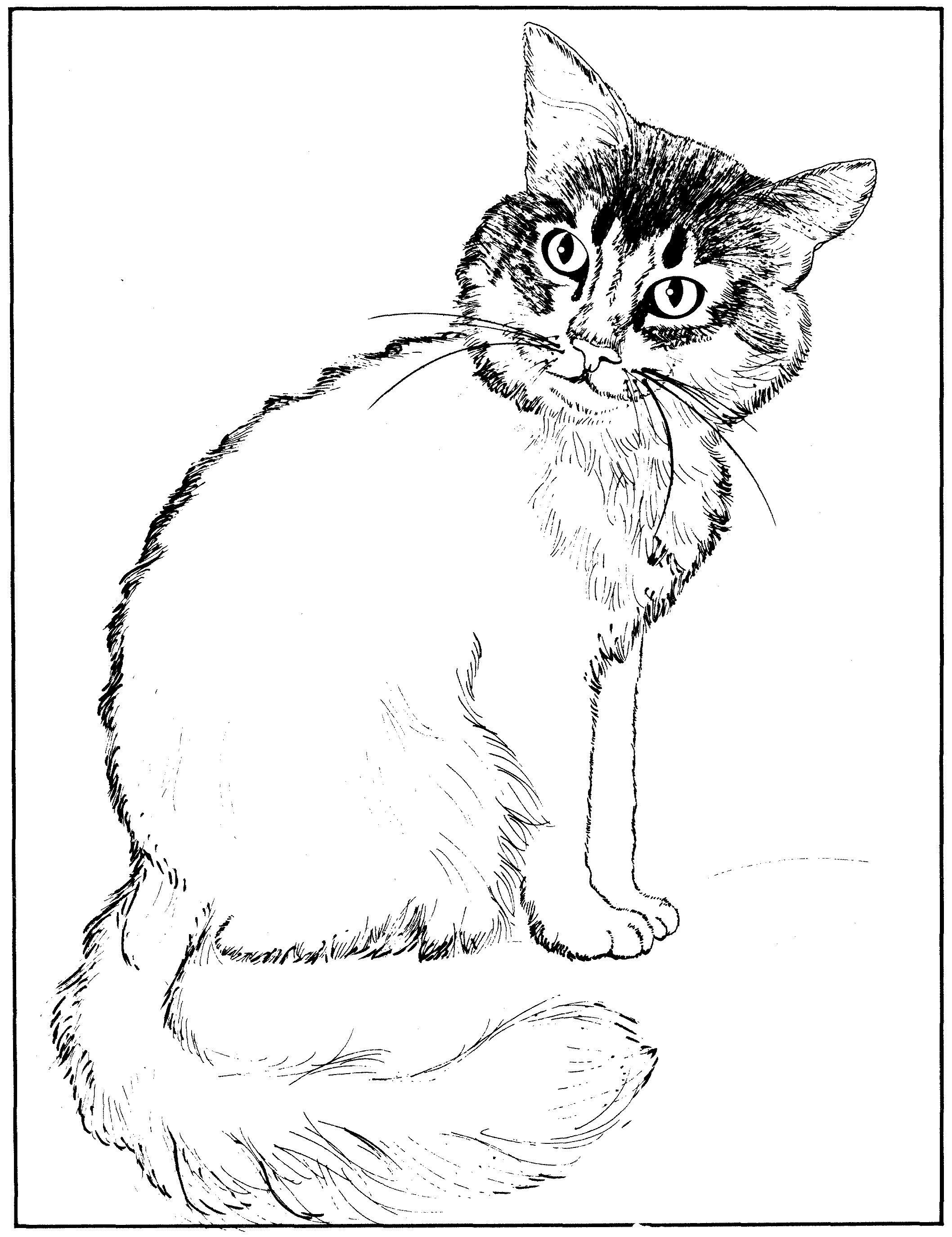 Раскраска Кот с пушистым хвостом