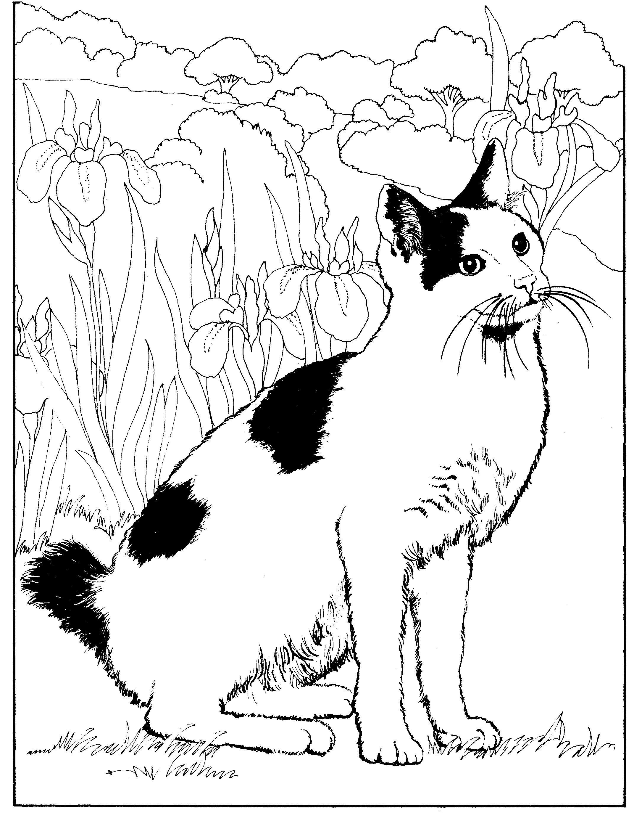 Раскраска Пятнистый кот без хвоста