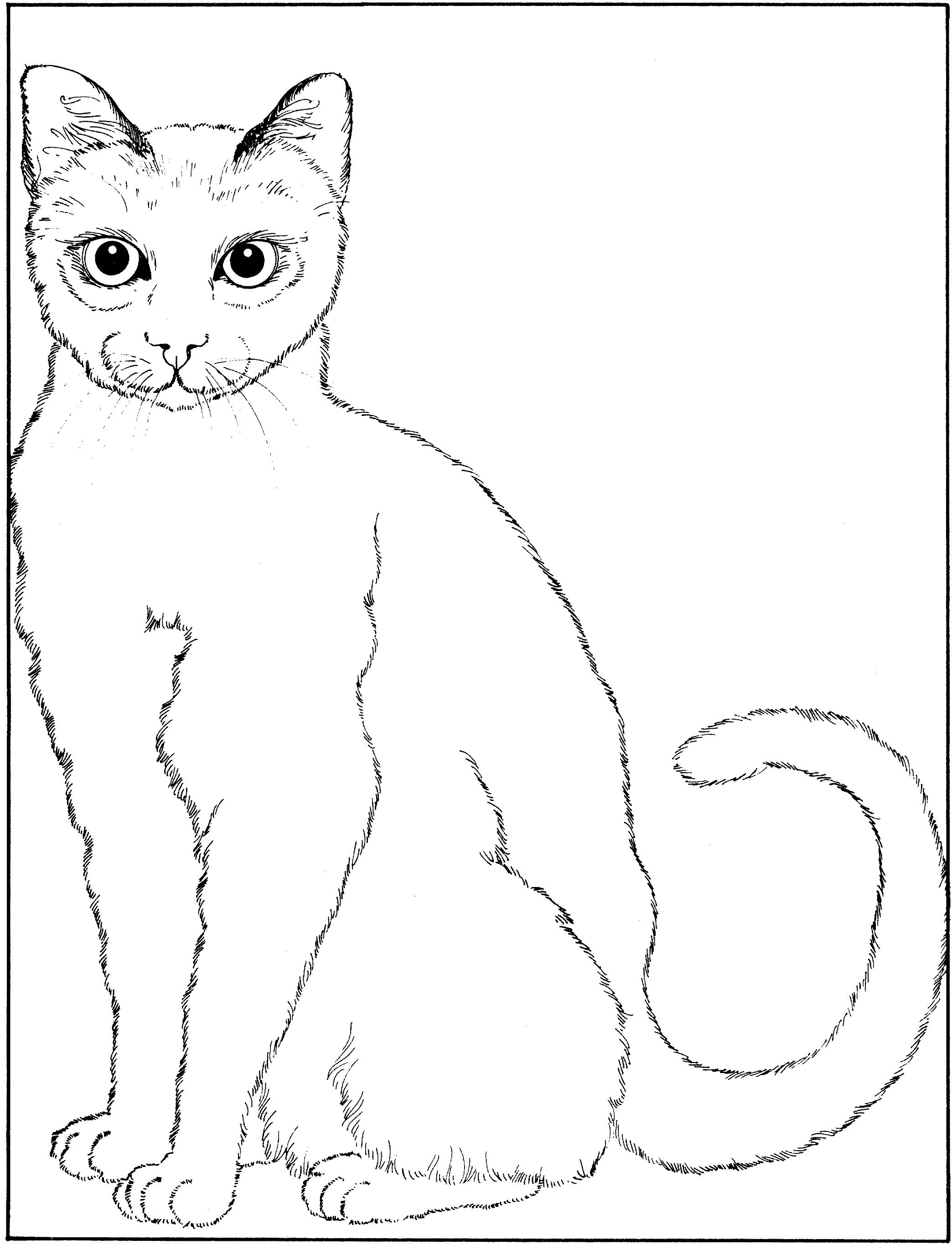 Раскраска Однотонный кот