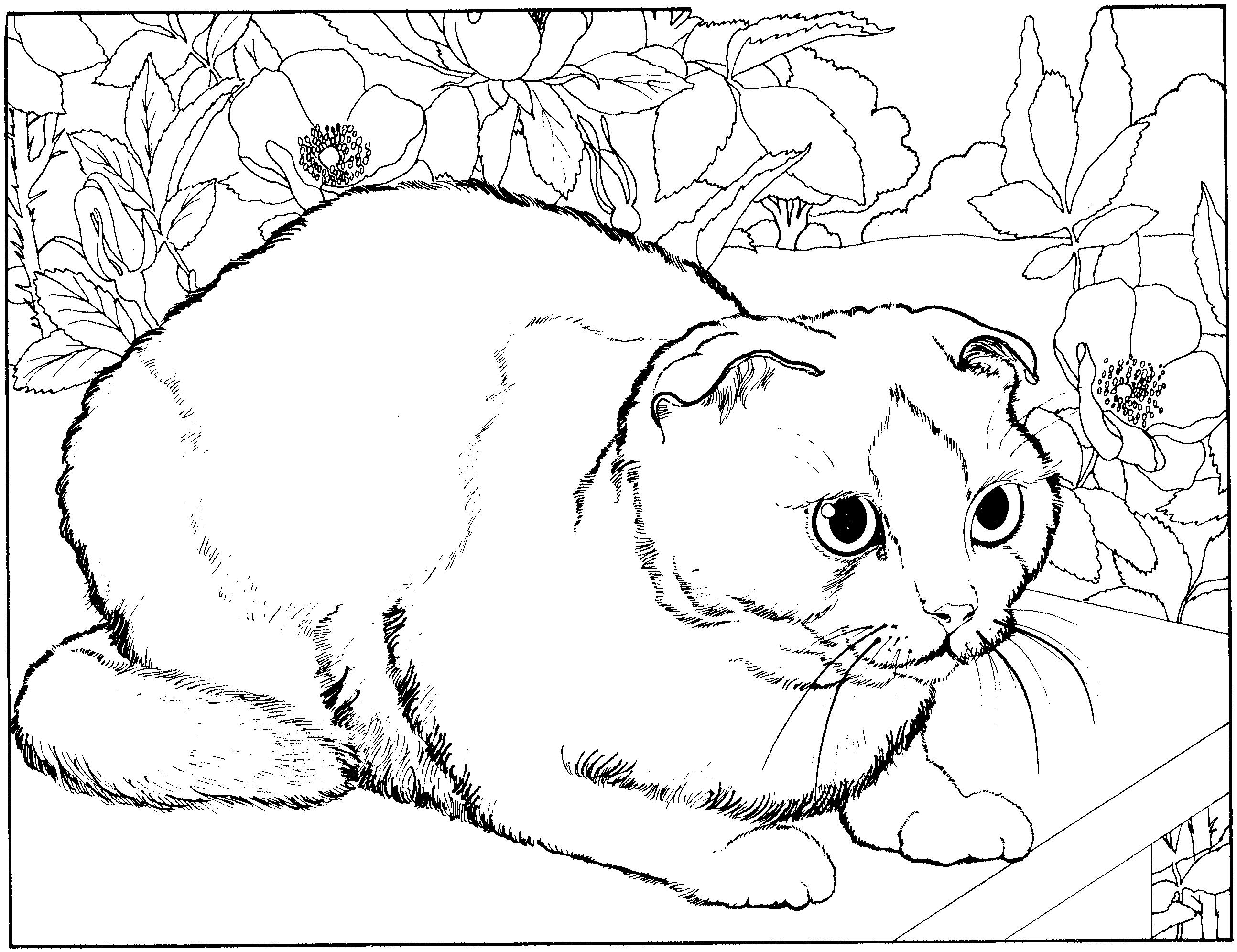 Раскраска Вислоухая кошка