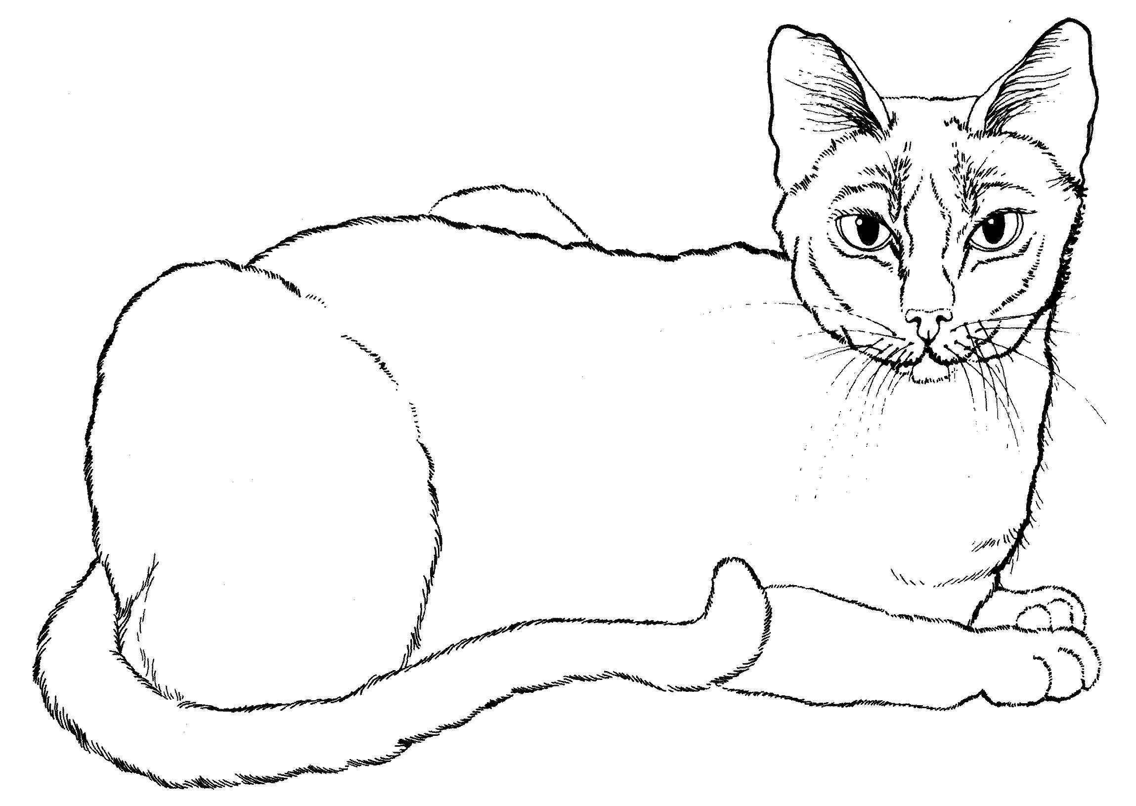 Раскраска Гладкошерстная кошка