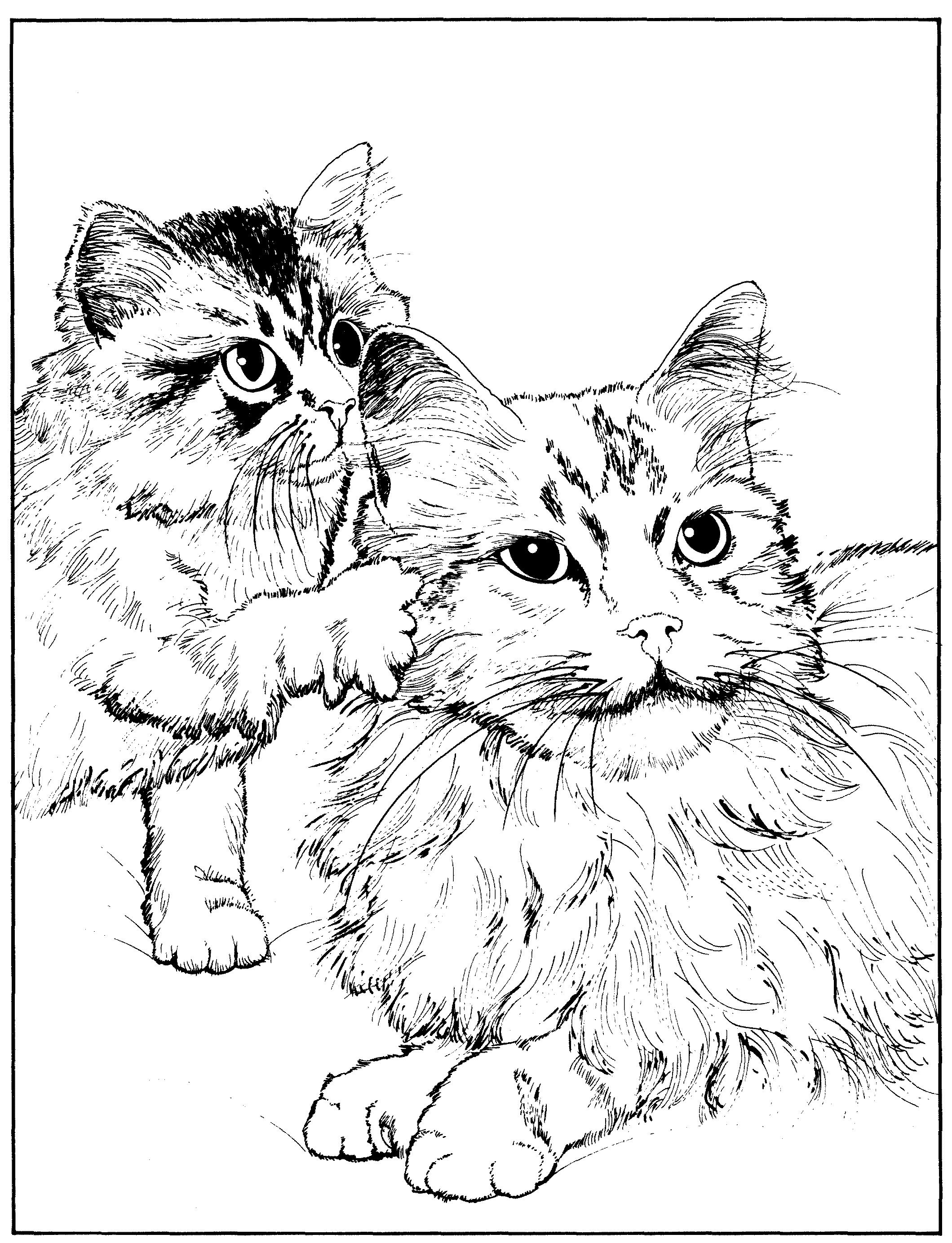 Раскраска Пушистые кошки