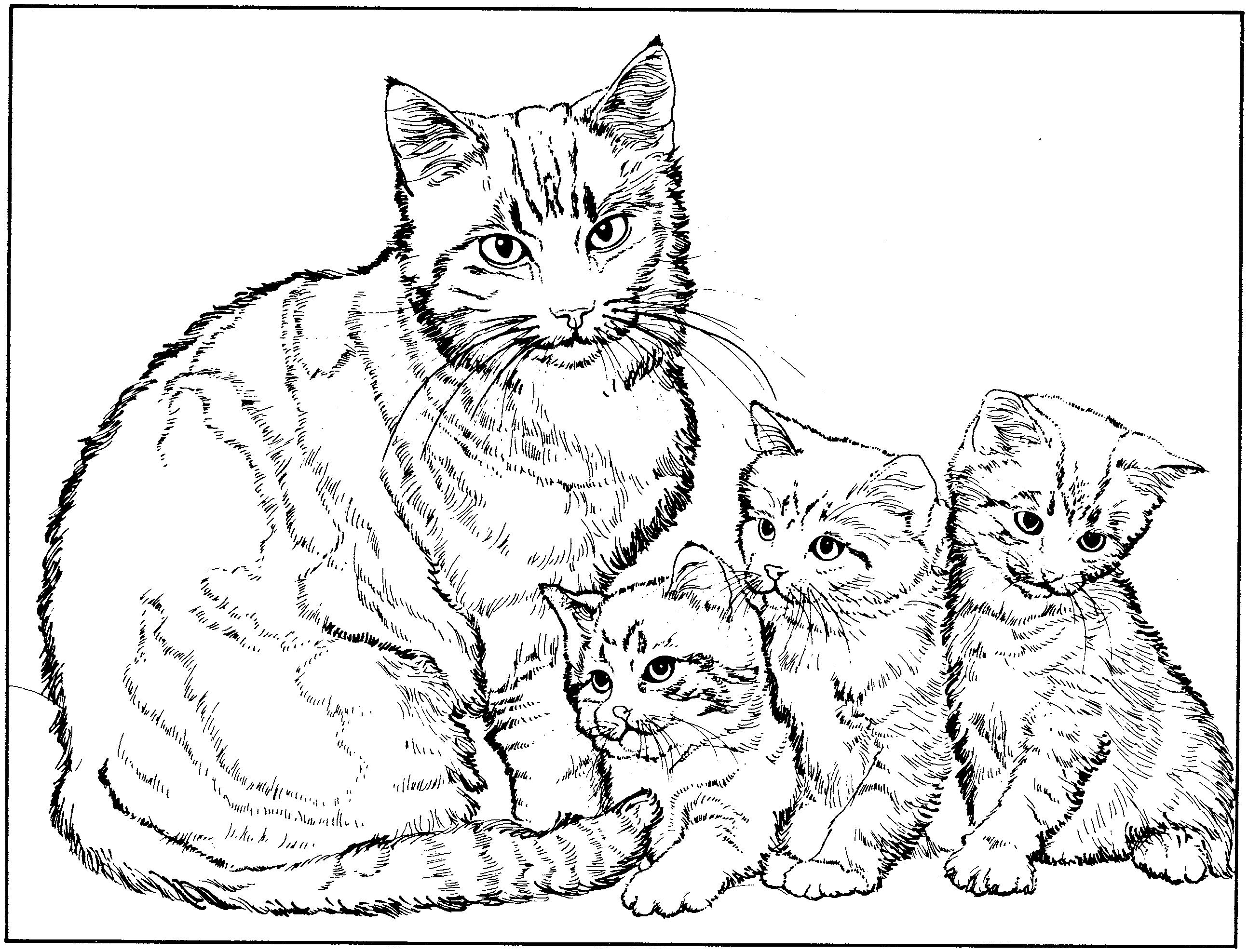 Раскраска Домашняя кошка с котятами